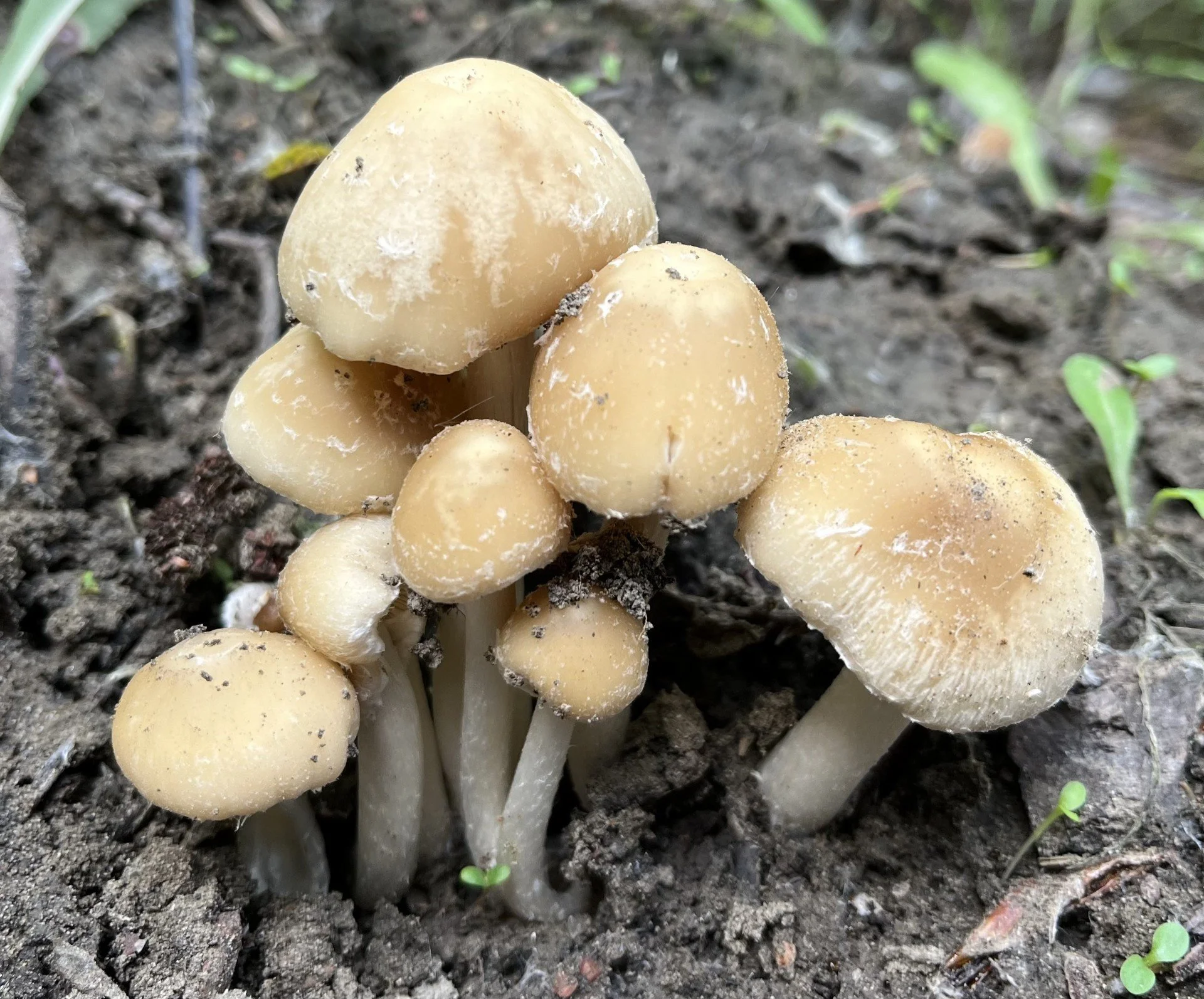 Mushrooms8.jpg