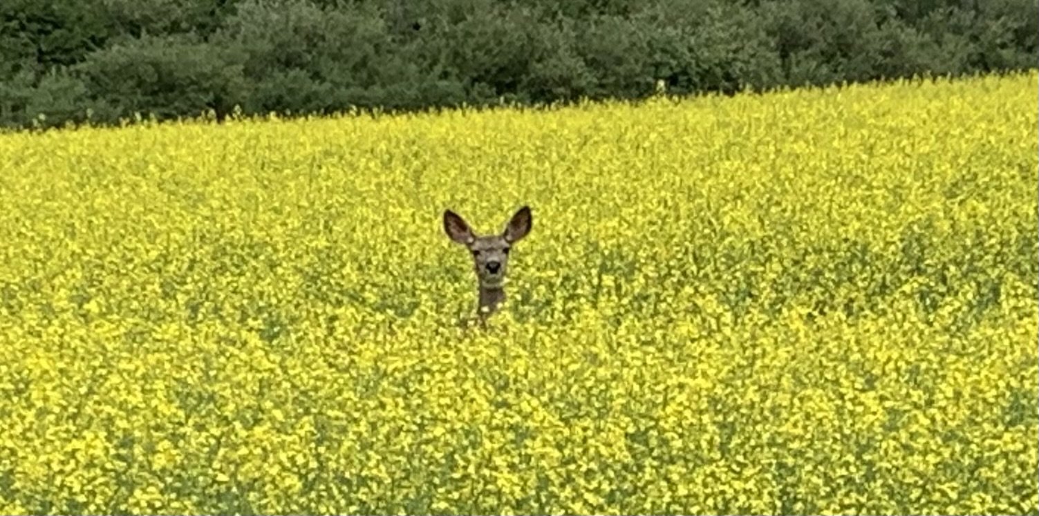 Deer in Canola.jpeg