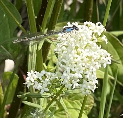 DragonflyOnWhiteFlower.jpeg