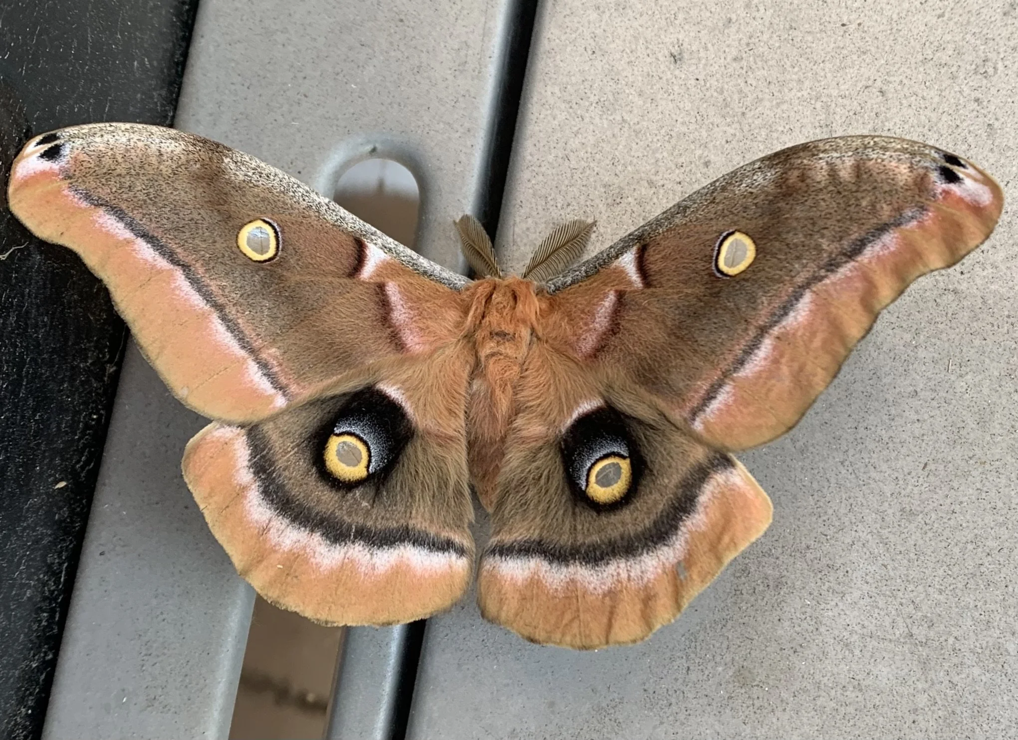 Moth1.jpeg