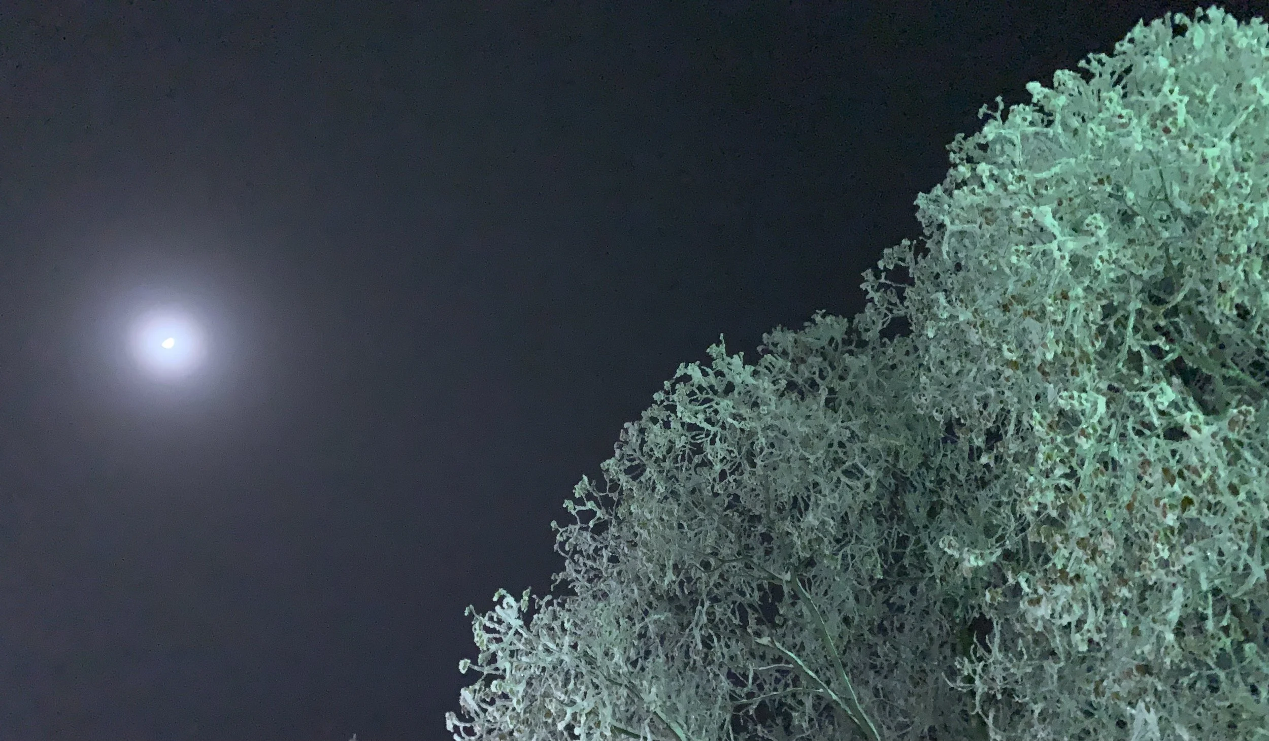 FrostNightFullMoon.jpeg