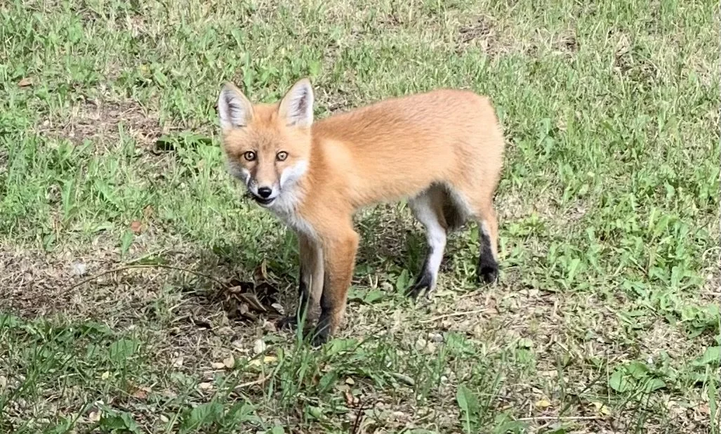 FoxInYard.jpeg