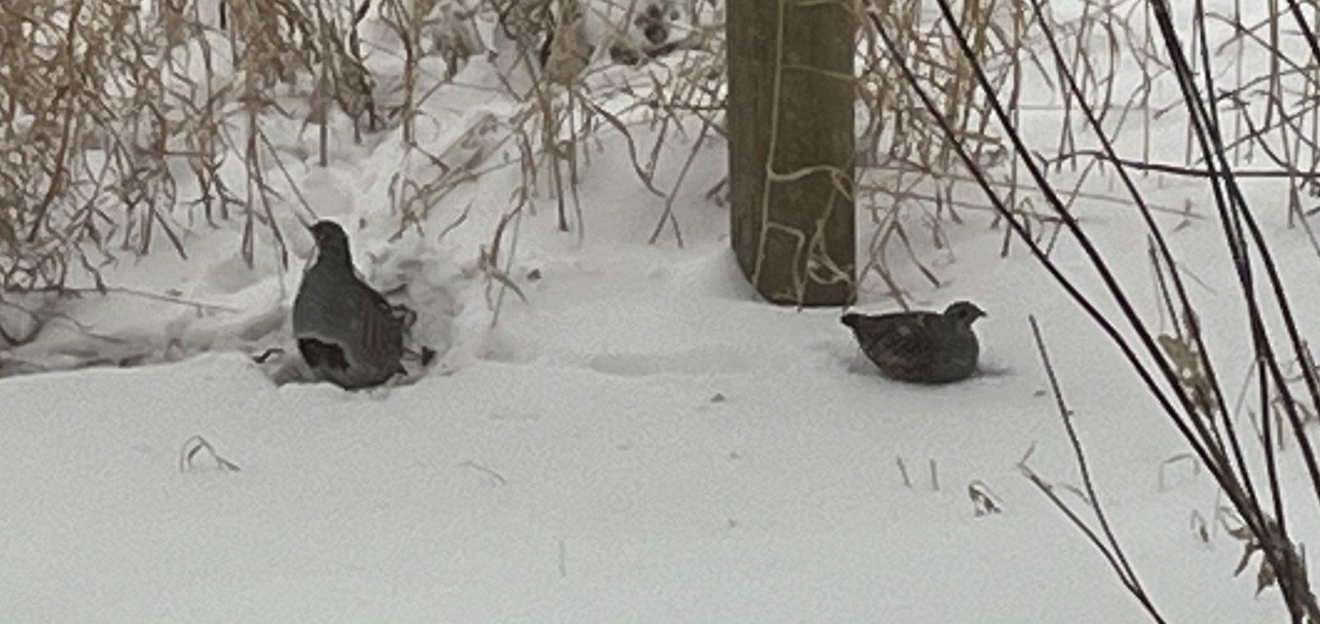 PartridgesWinter1.jpg