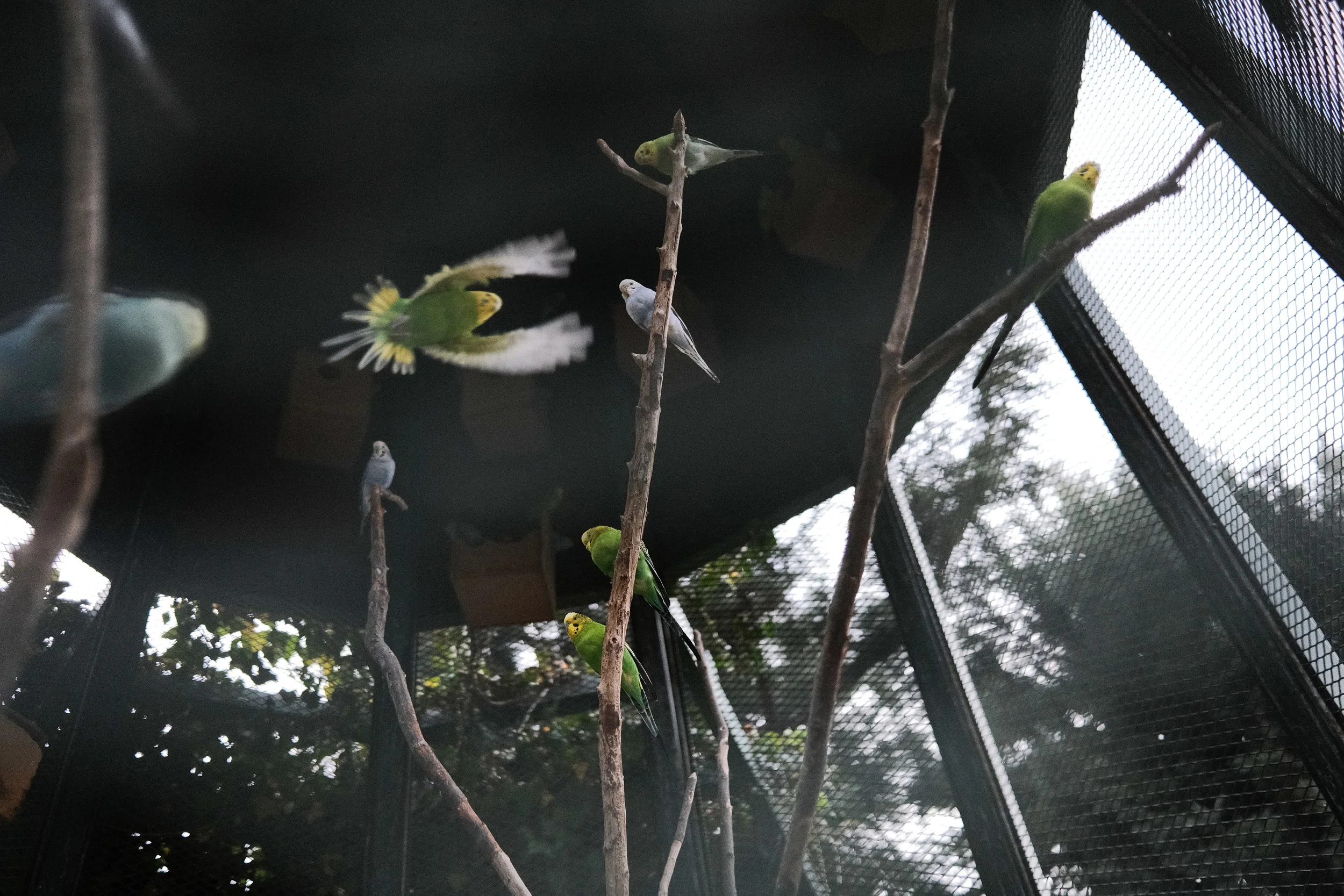 pájaros.jpg