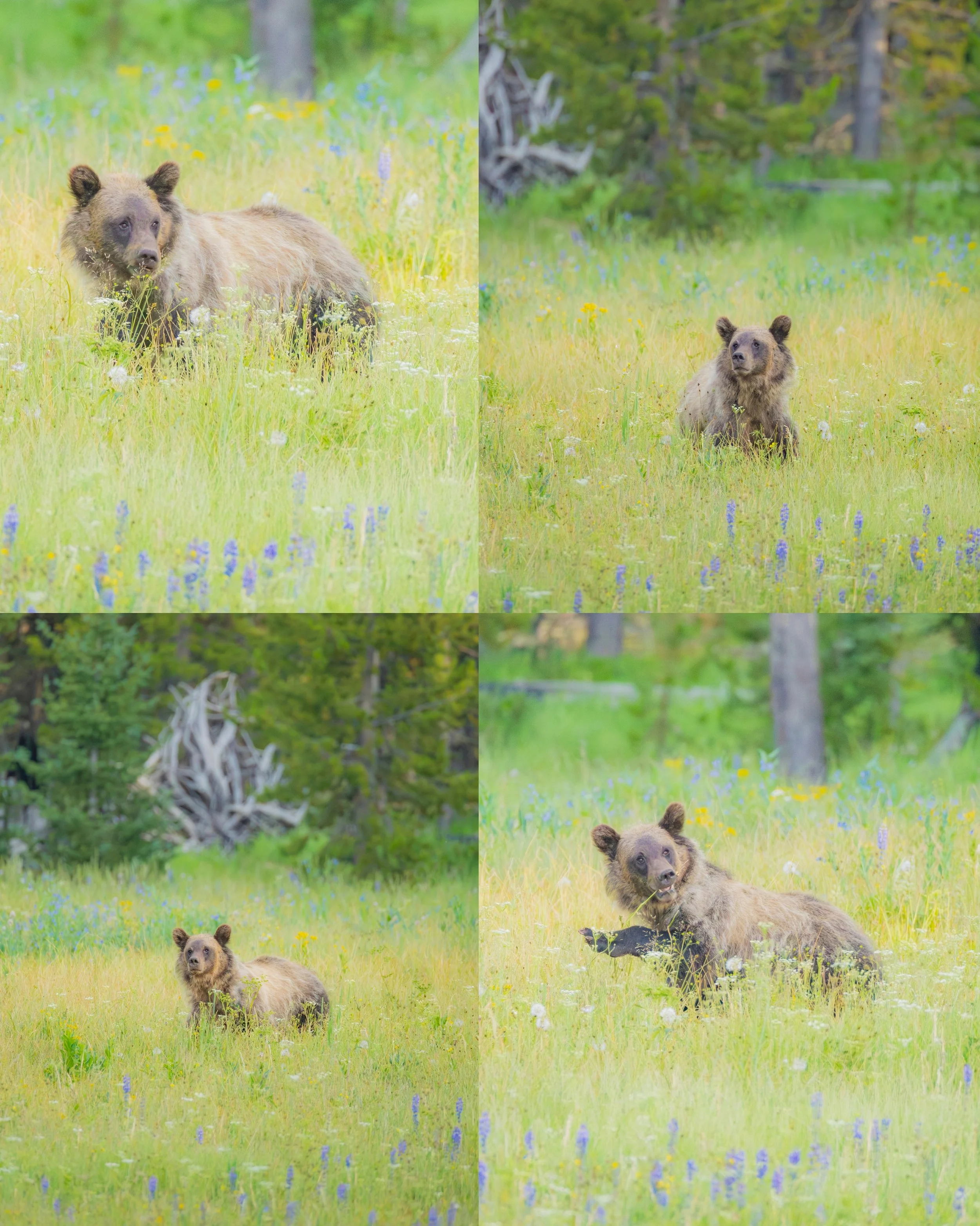 Bear Print Pack