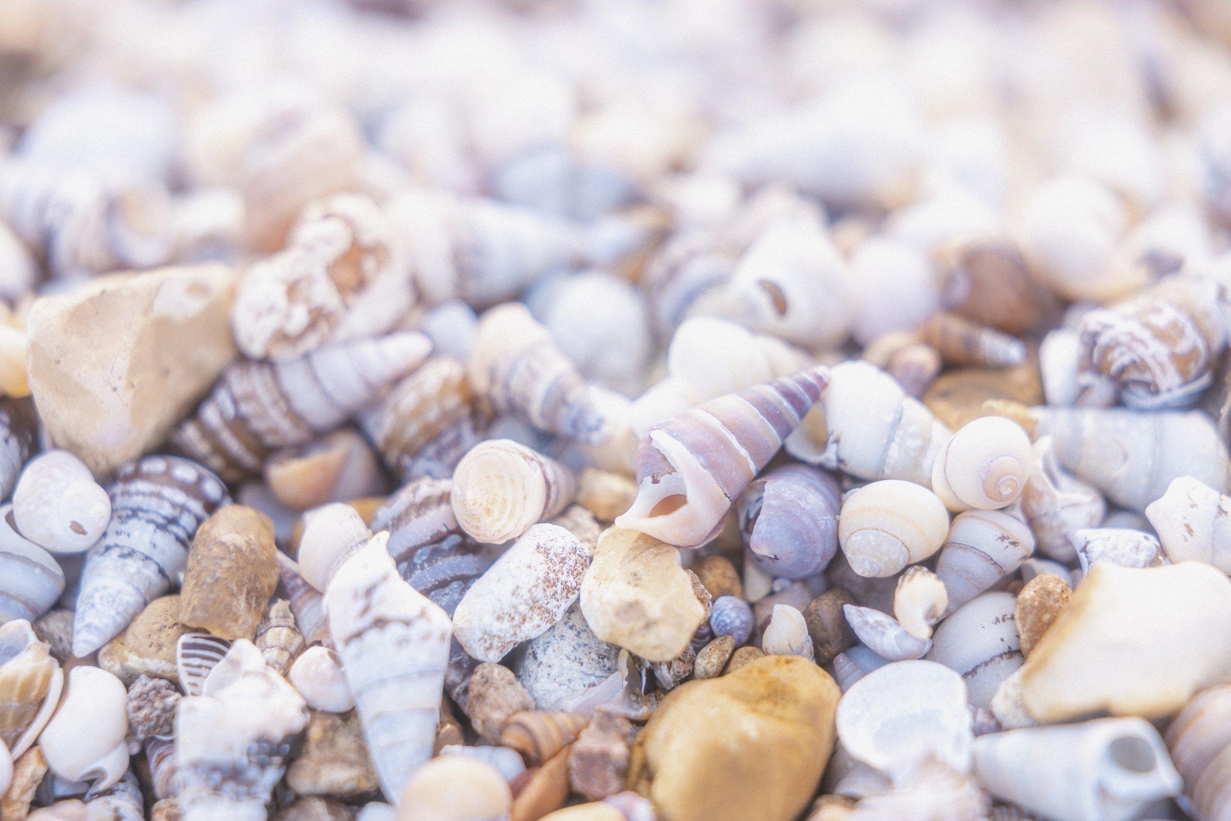 2025. 02. 02 Land Between The Lakes-6034.jpg