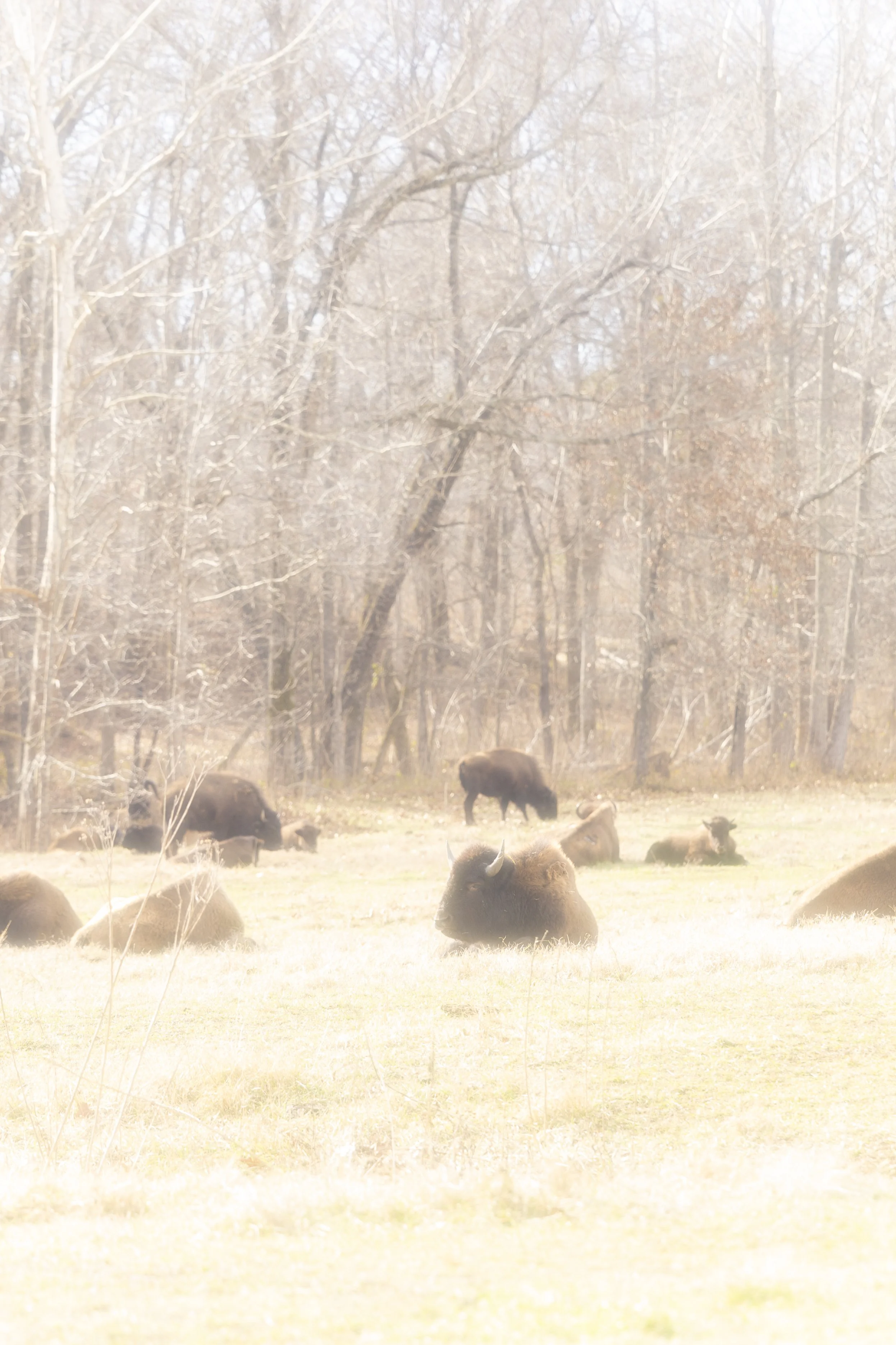 2025. 12. 21. Land Between the Lakes-5978.jpg