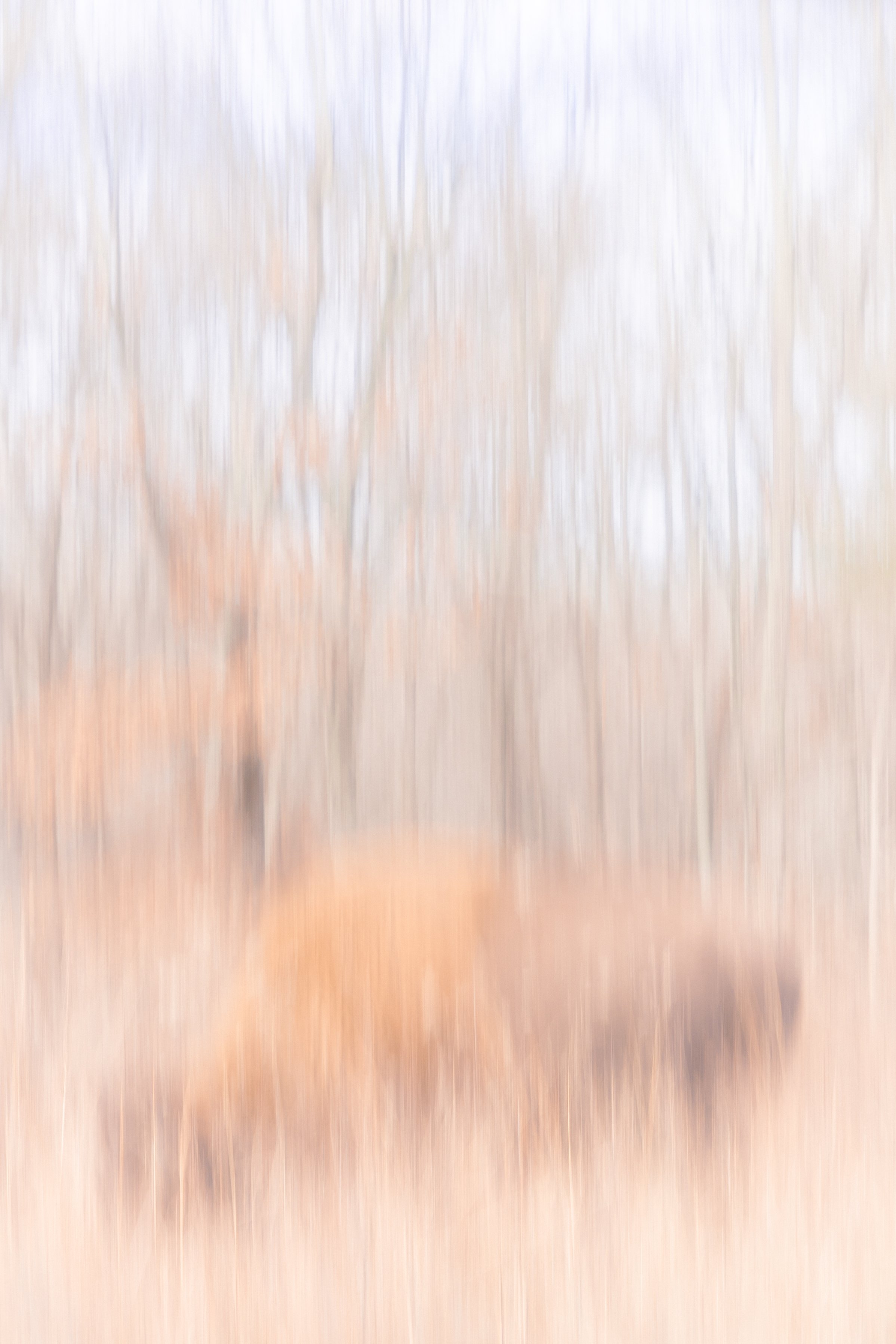 2025. 12. 21. Land Between the Lakes-6017.jpg