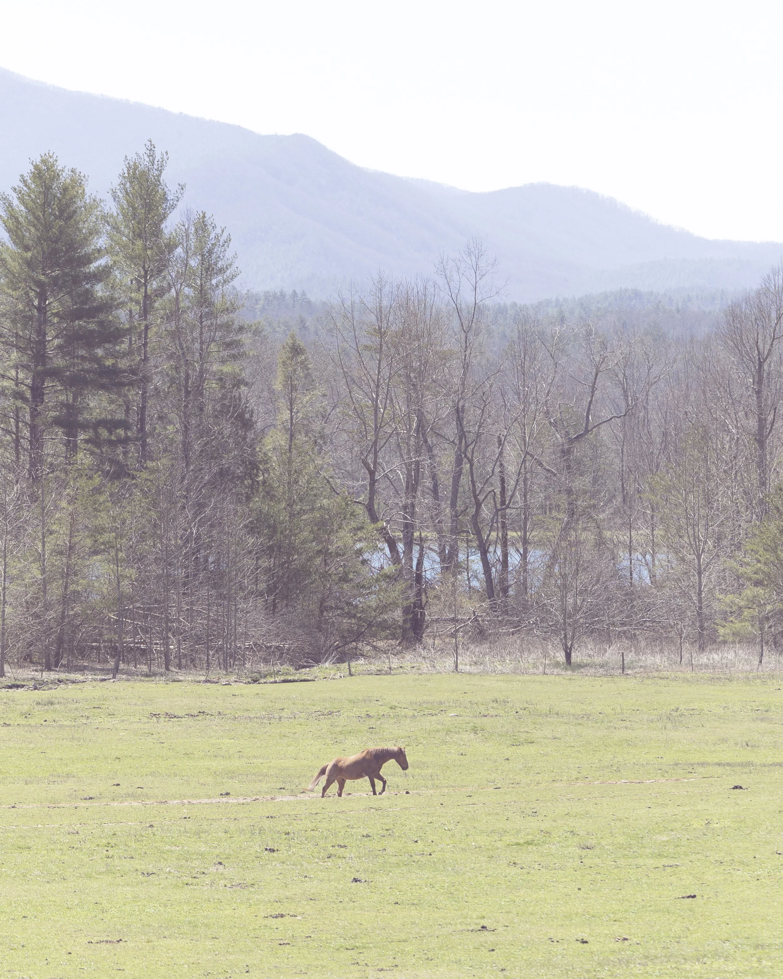 2025. 03. 23. Smokey Mountains--2.jpg