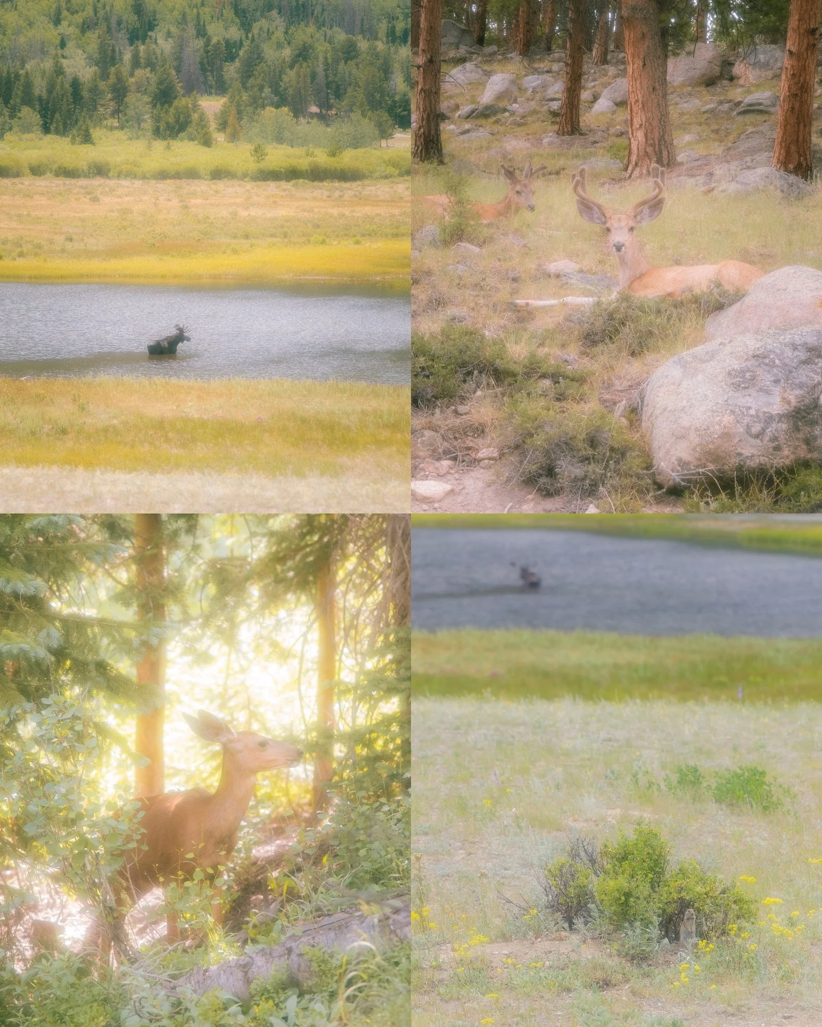 Rocky Mountain Animals - Print Pack