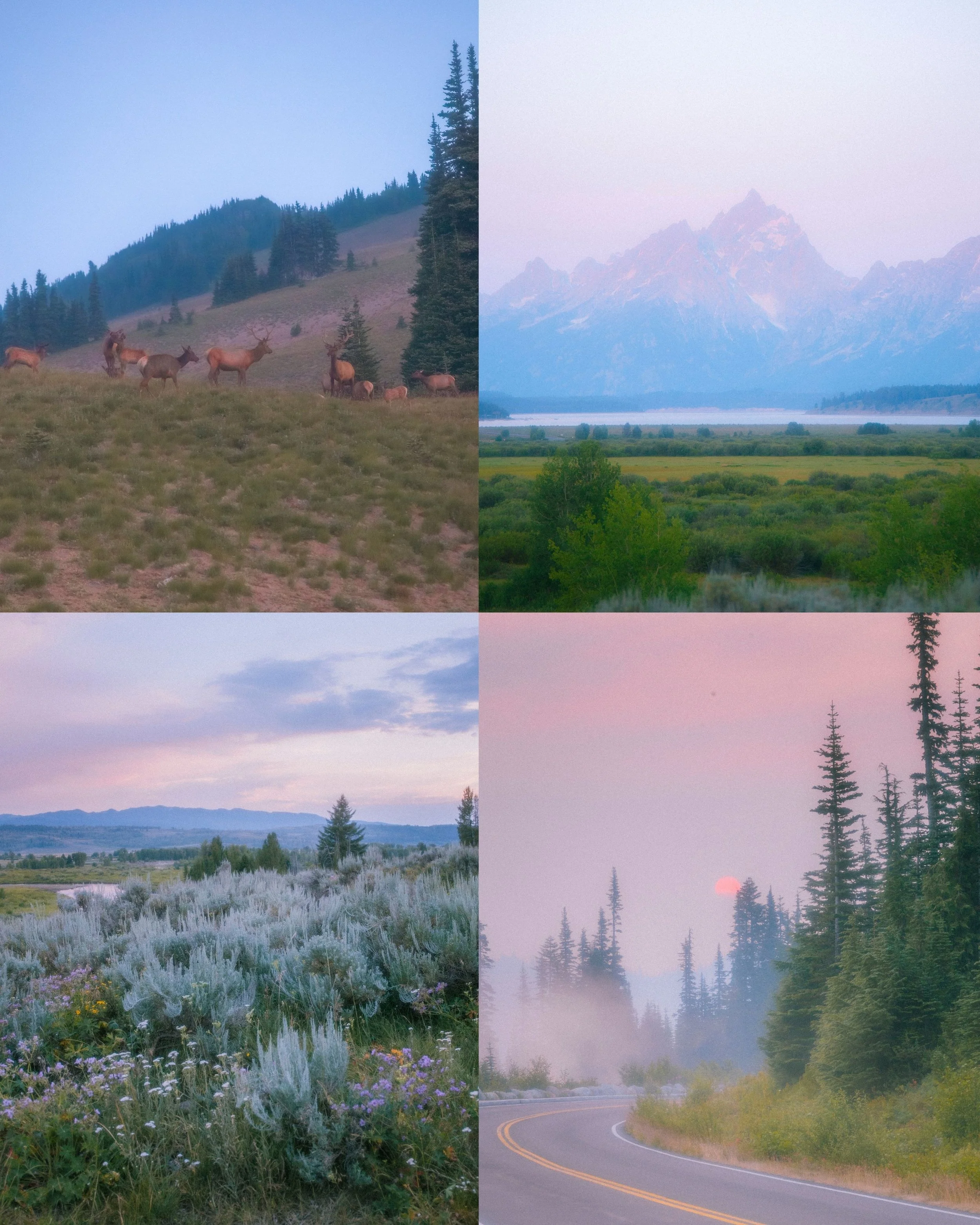 Pint Packs Cover Photos-3.jpg
