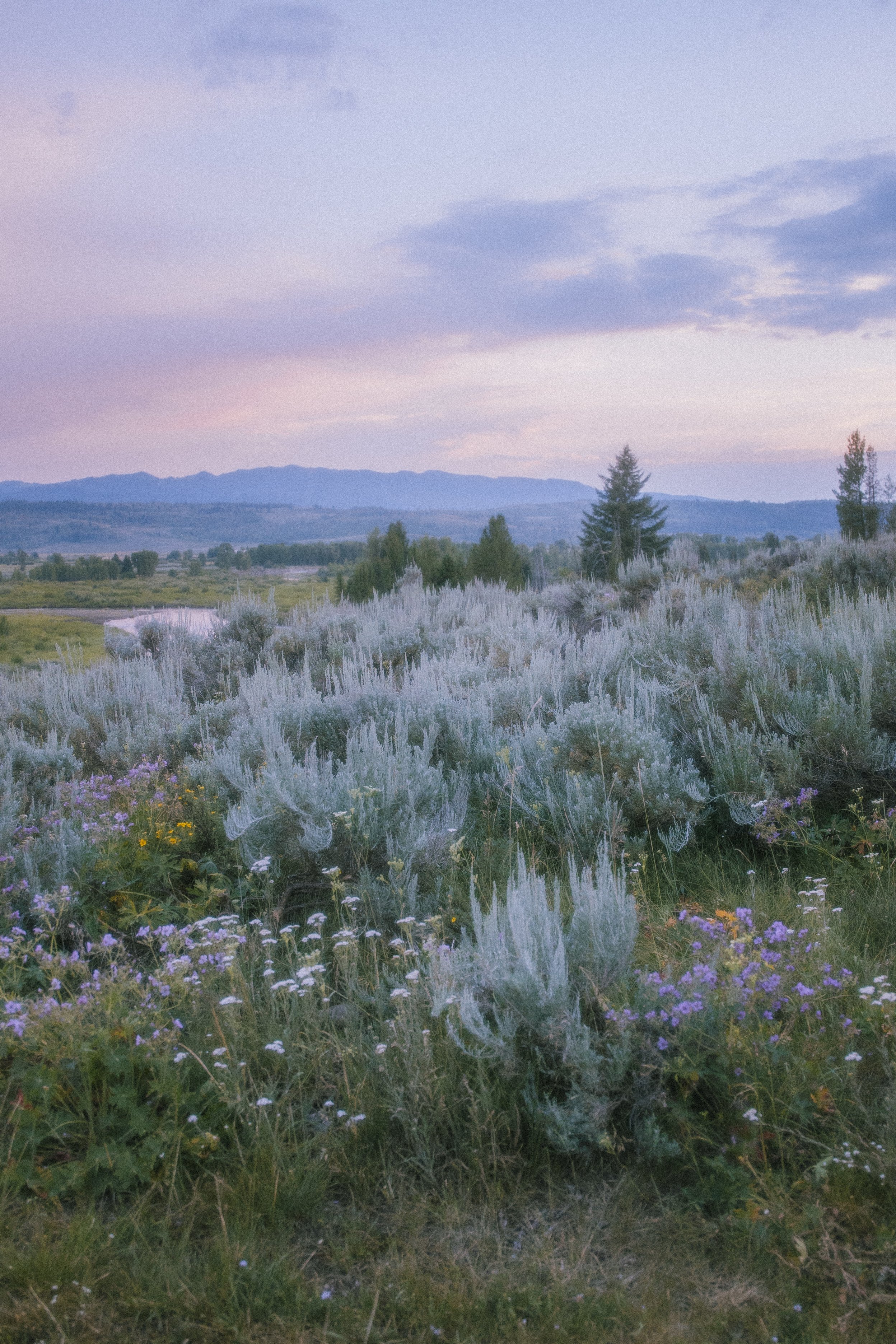 2026. 07. 09-15. Wyomming (GTNP- YSNP)-4630.jpg