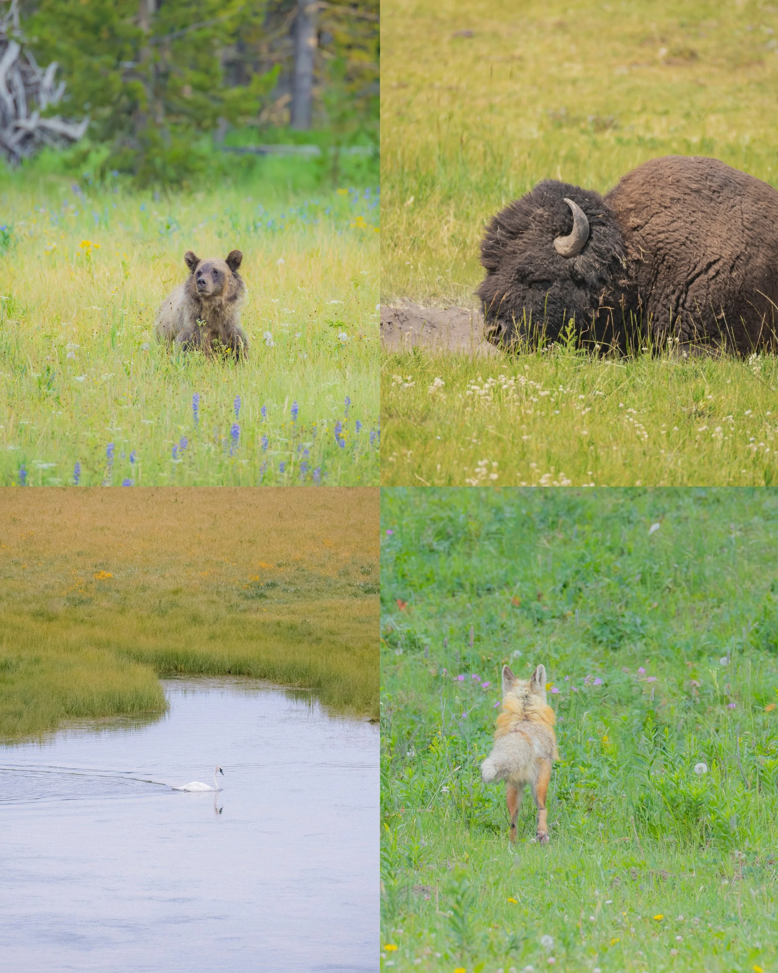 Yellowstone Animals Print Pack