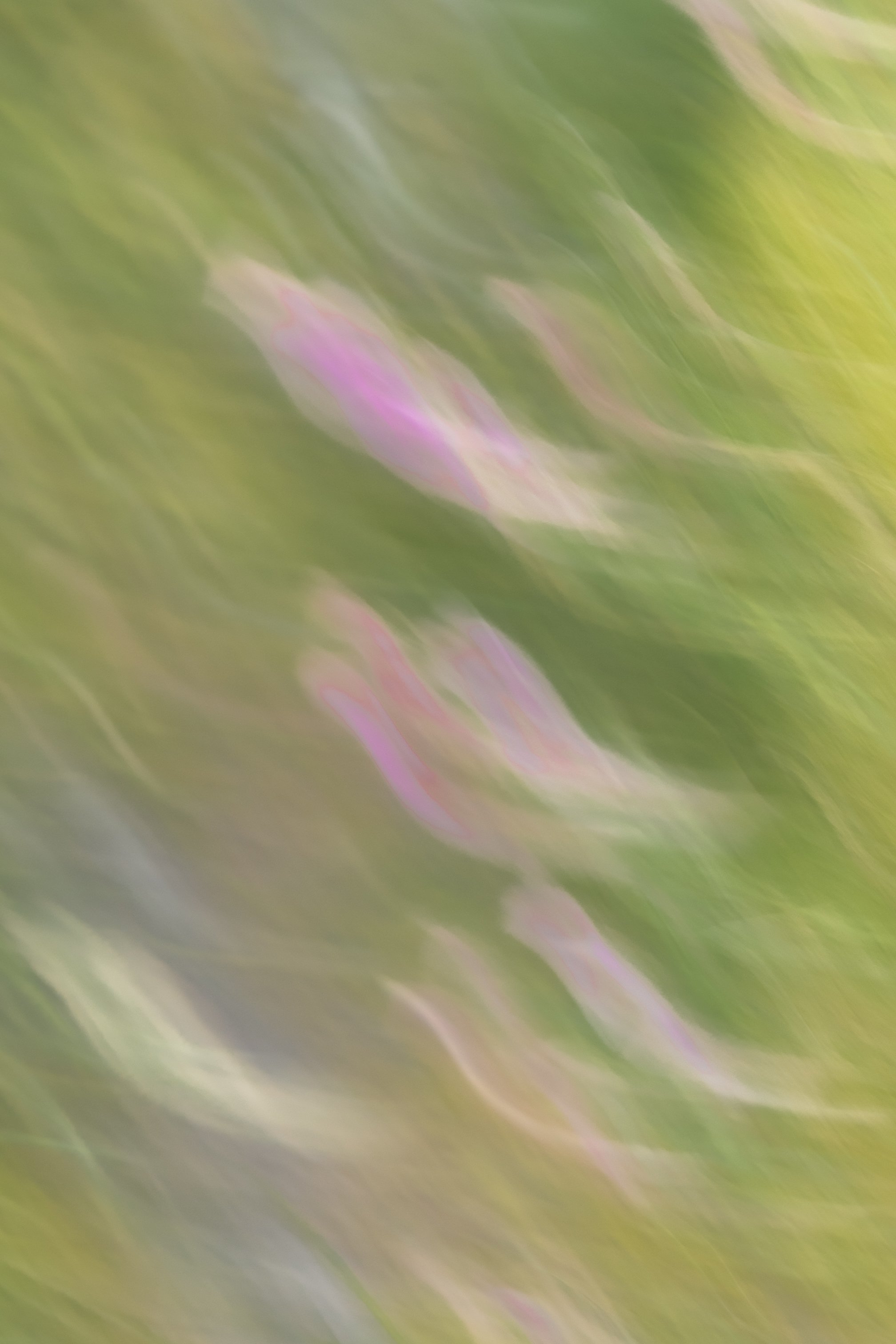Dancing Flowers