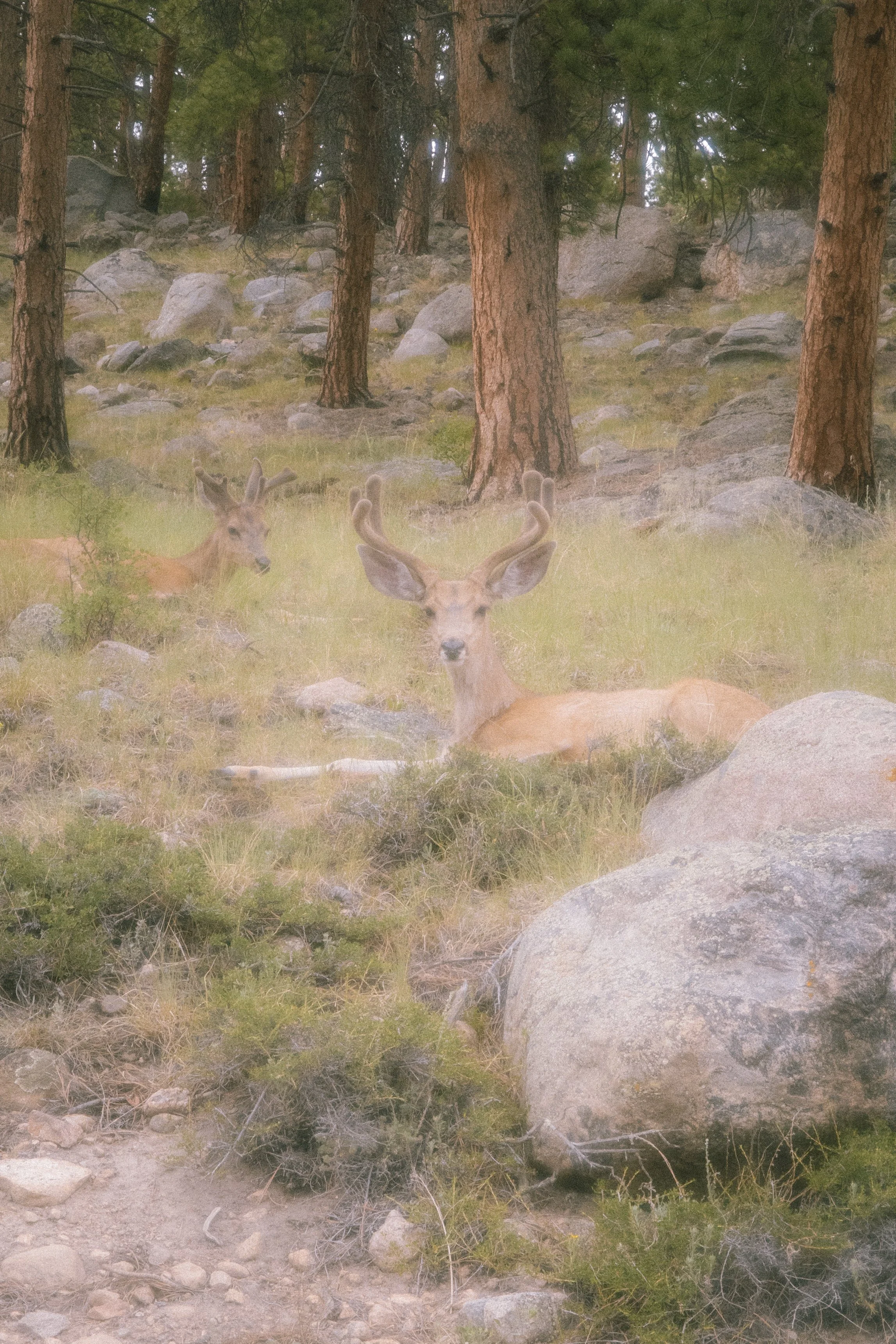 2026. 07. 7- 8 Rocky mountain National Park-2626.jpg