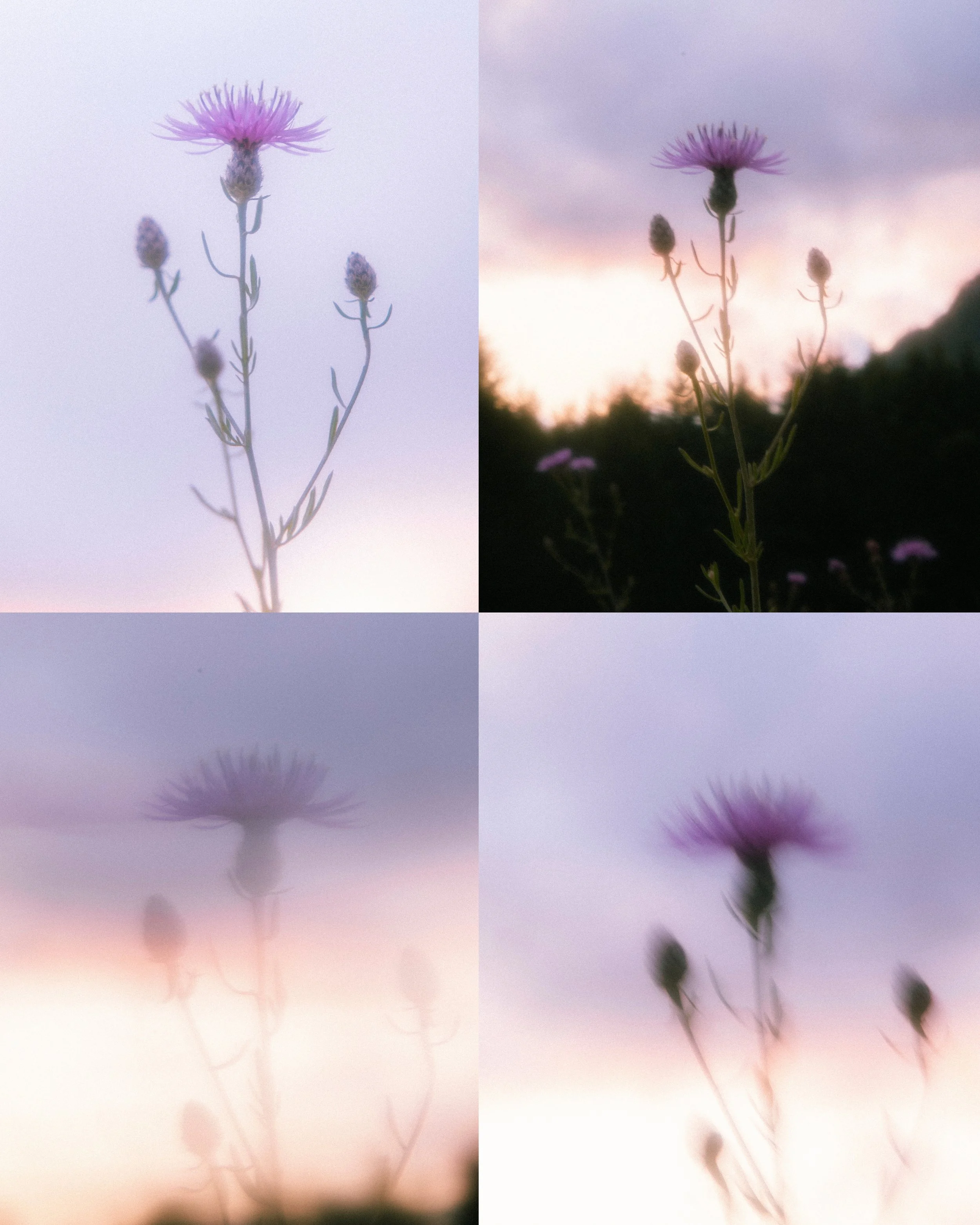 Spotted Knapweed