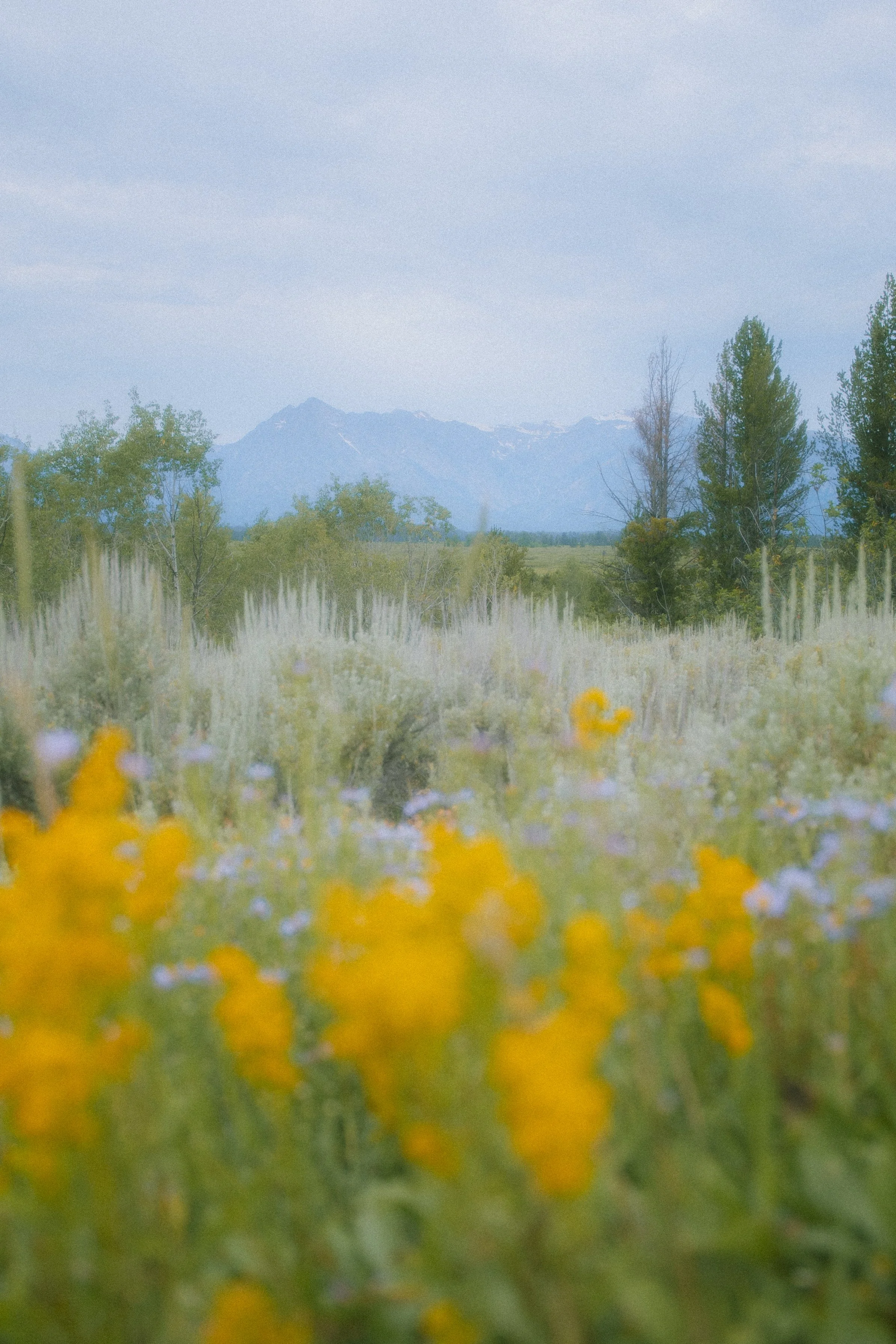 2026. 07. 09-15. Wyomming (GTNP- YSNP)-4653.jpg