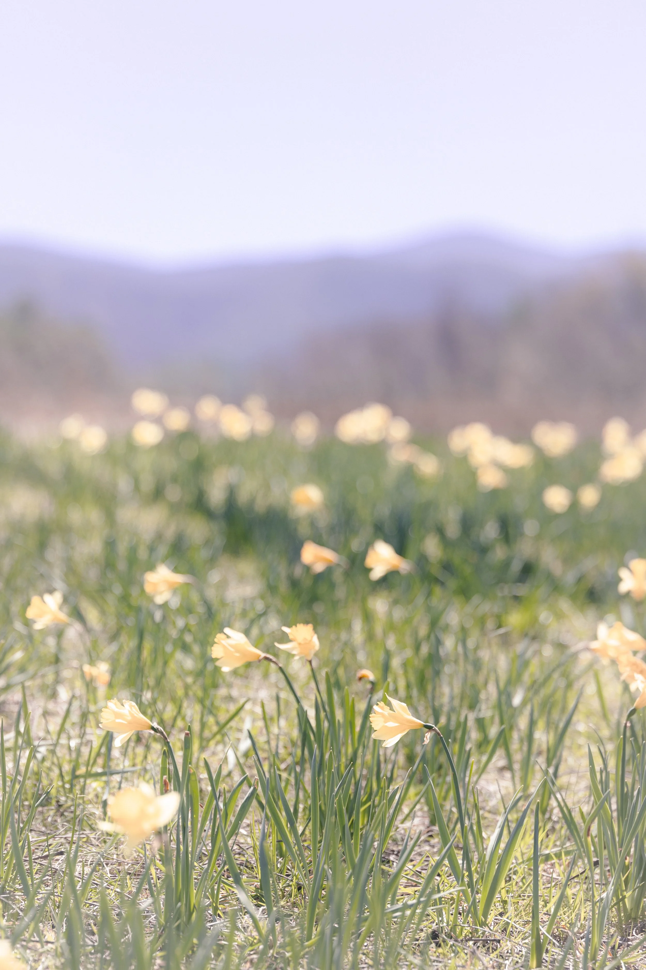 2025. 03. 23. Smokey Mountains-8934.jpg