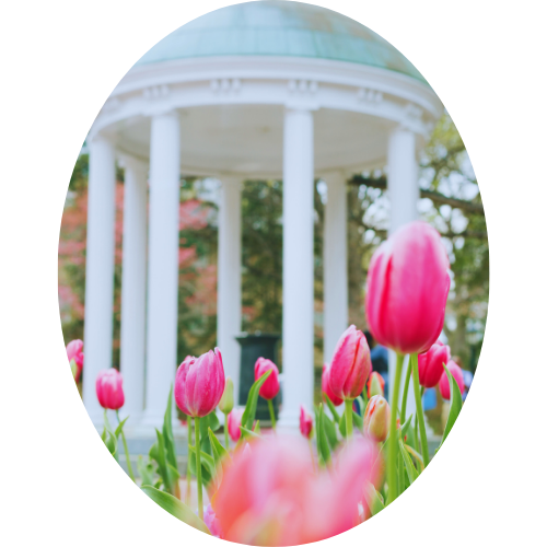 Pink tulips in front of a white gazebo with a blue roof, surrounded by trees.