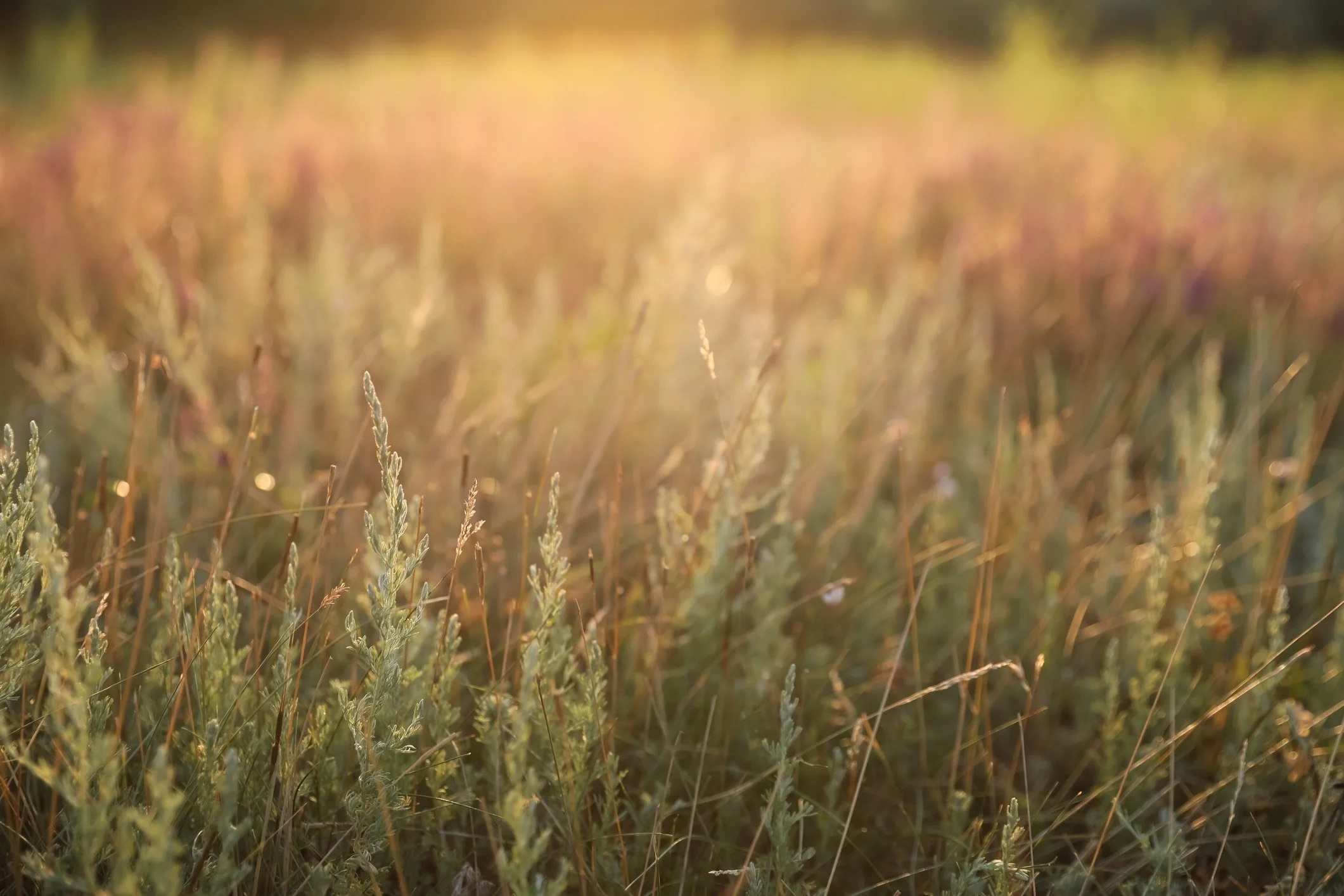 Soft grasses in a sunlit meadow.