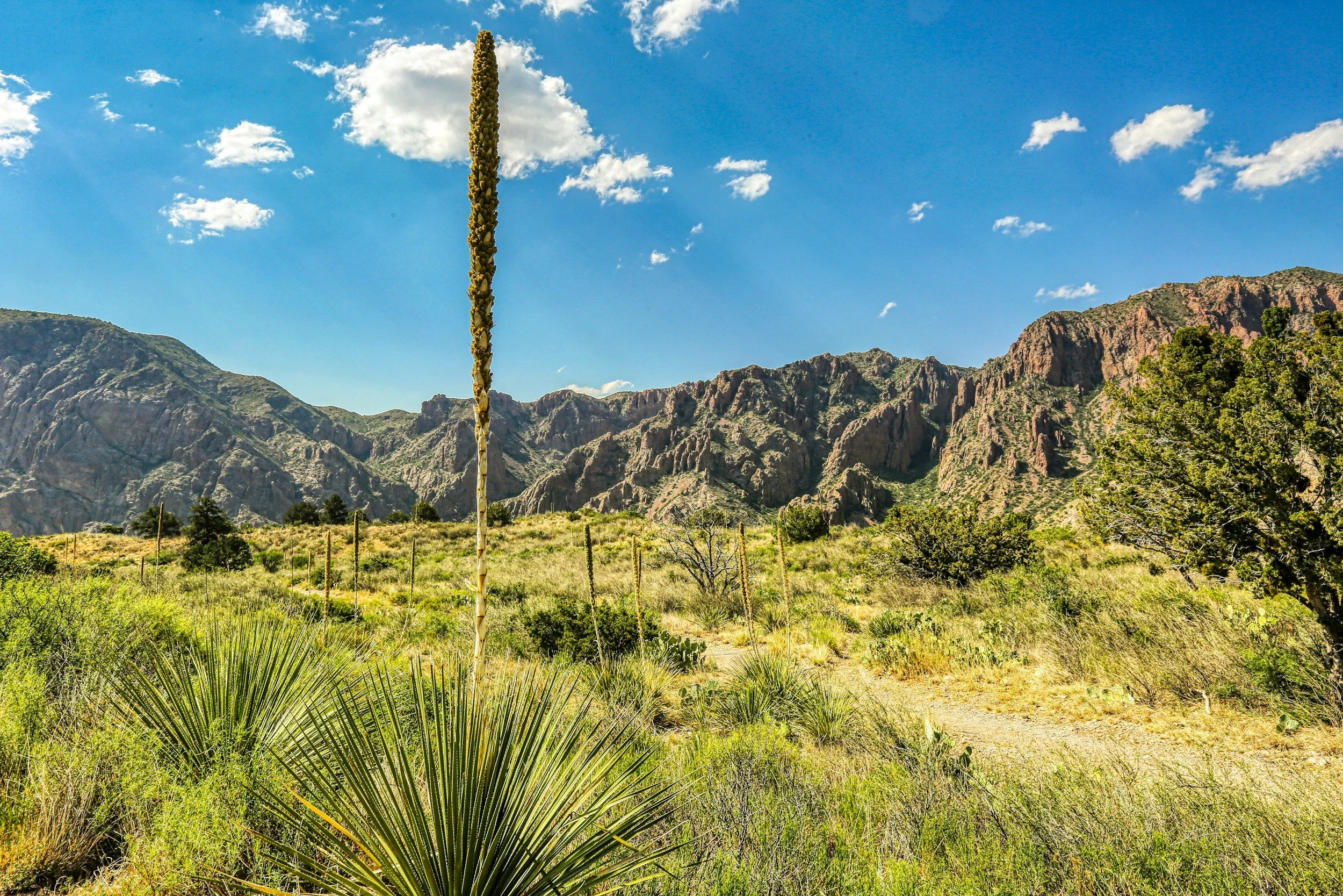 Desert landscape with green bushes, a tall cactus, and rugged mountains under a partly cloudy blue sky.