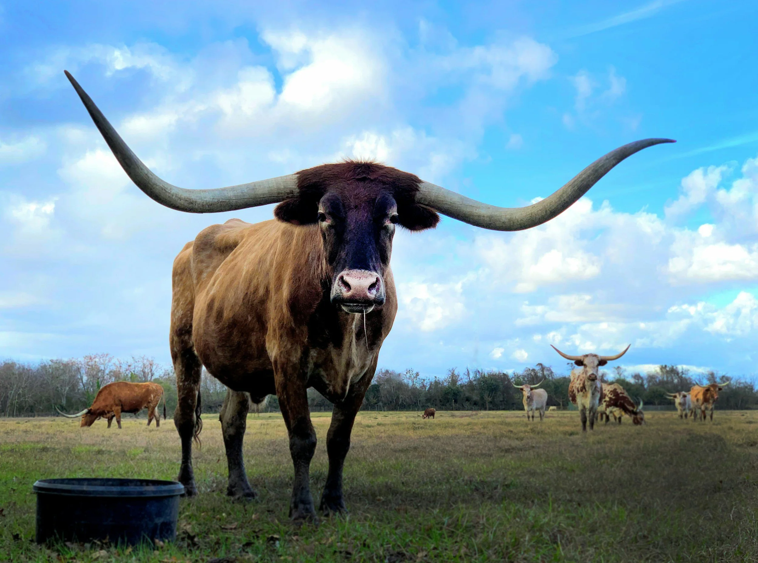 A large Texas longhorn steer with prominent horns stands in a grassy field with a black bucket in front of it. Several other longhorn cattle are grazing or standing in the background, with a backdrop of blue sky and clouds.