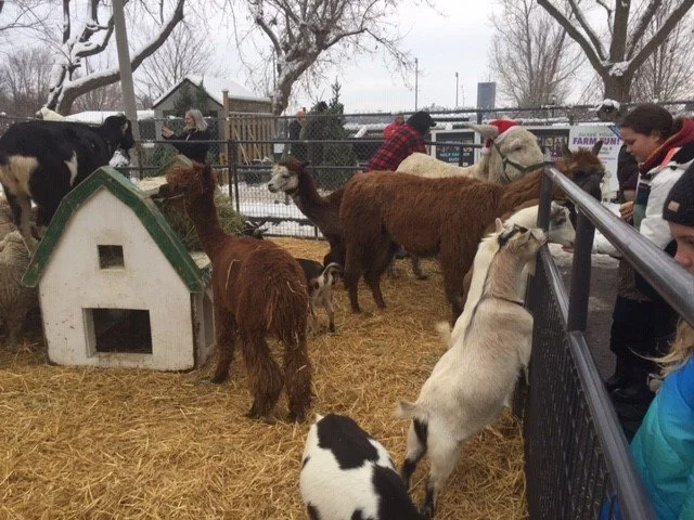 Festive Fun Day
