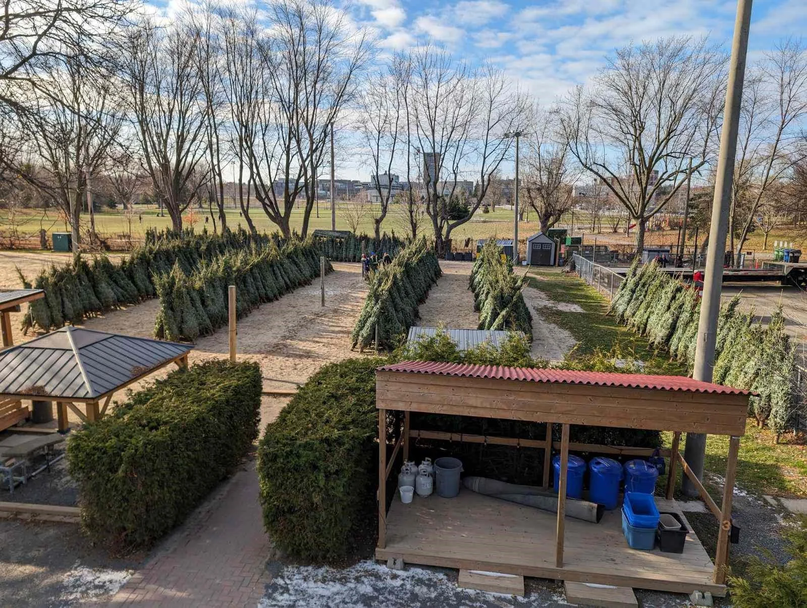 Christmas Trees for Sale