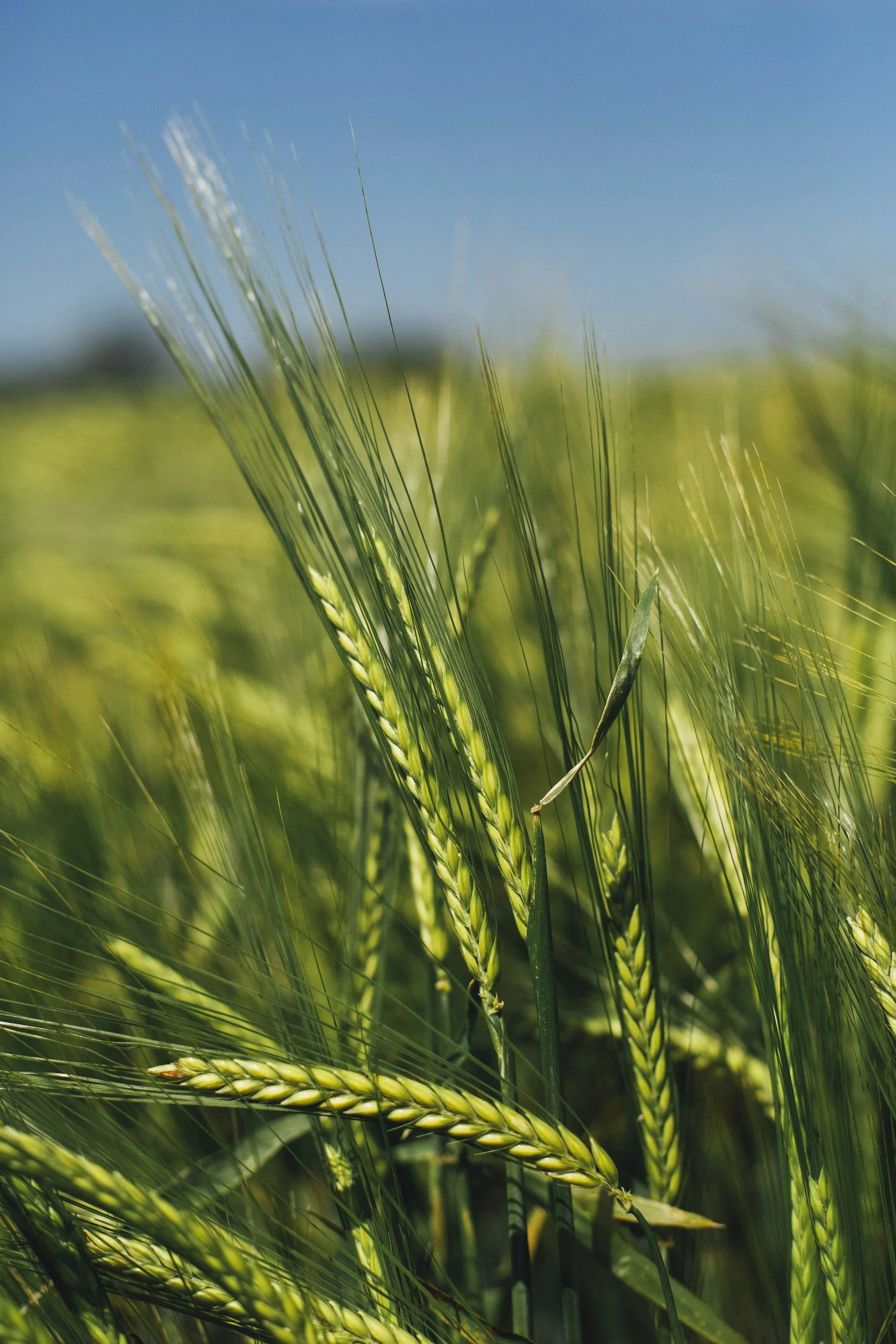 Close-up of green wheat stalks in a field under a blue sky.