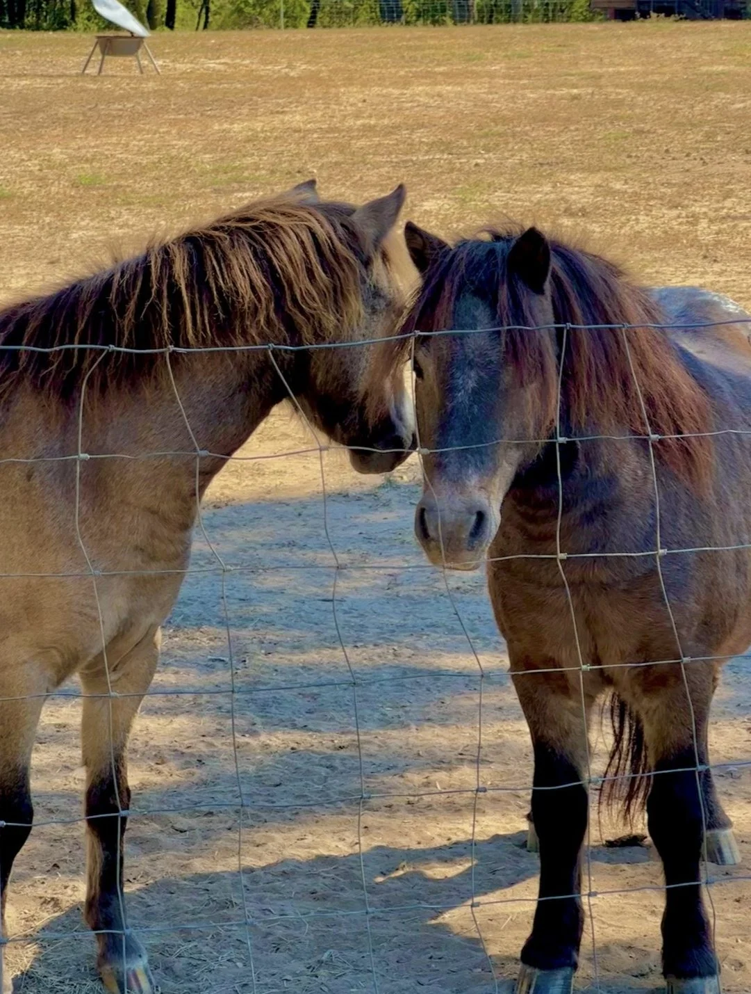 Two horses standing close together behind a wire fence, touching foreheads, on a dirt field with trees in the background.