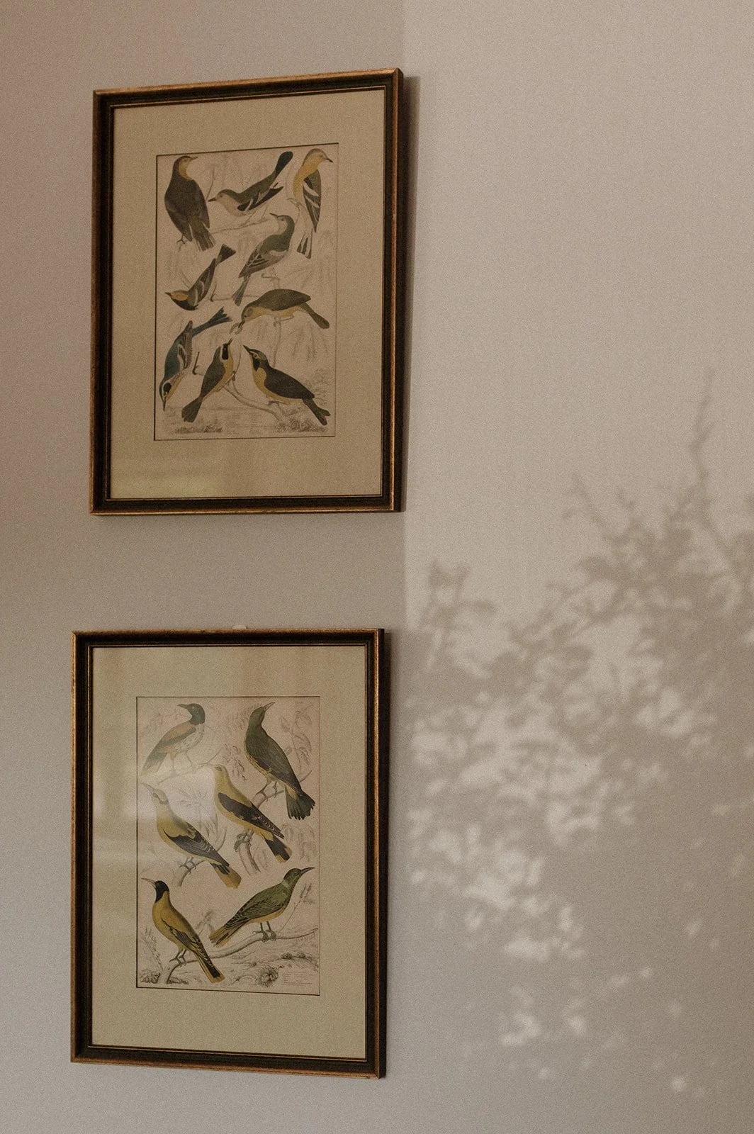 Two framed vintage prints of various bird illustrations hanging on a white wall, with shadows of tree branches cast on the wall to the right.