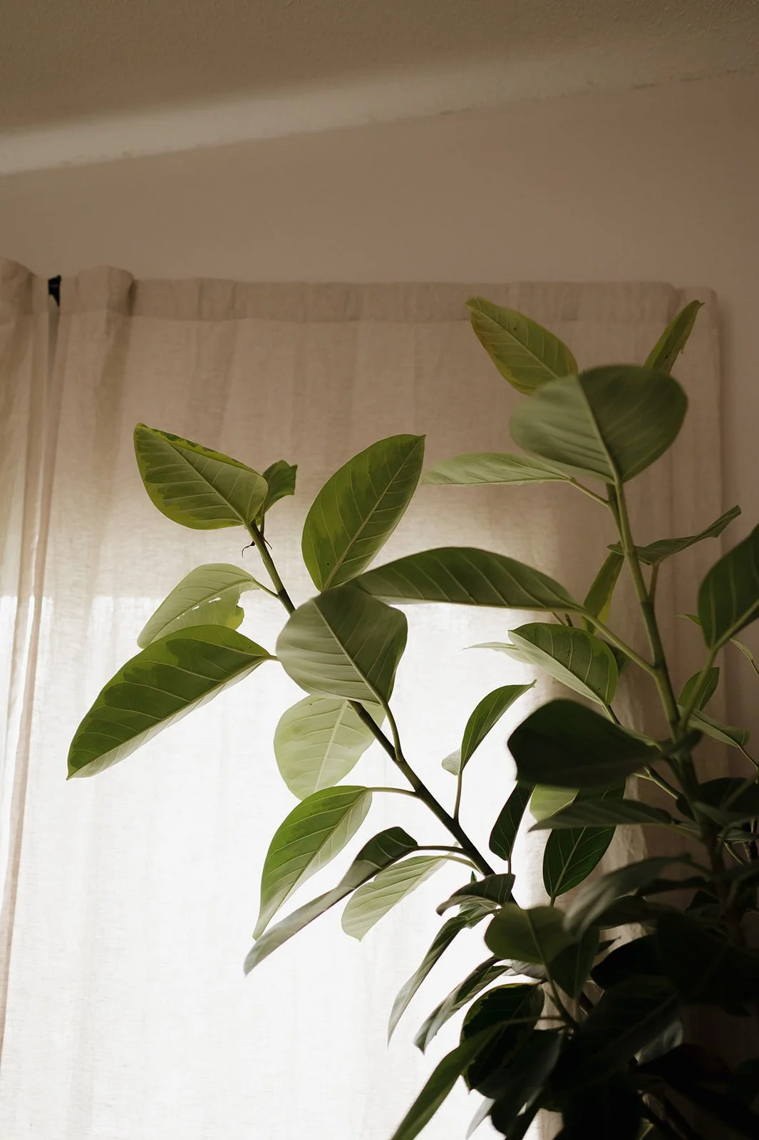 Indoor plant with broad green leaves in front of a semi-transparent curtain and ceiling wall