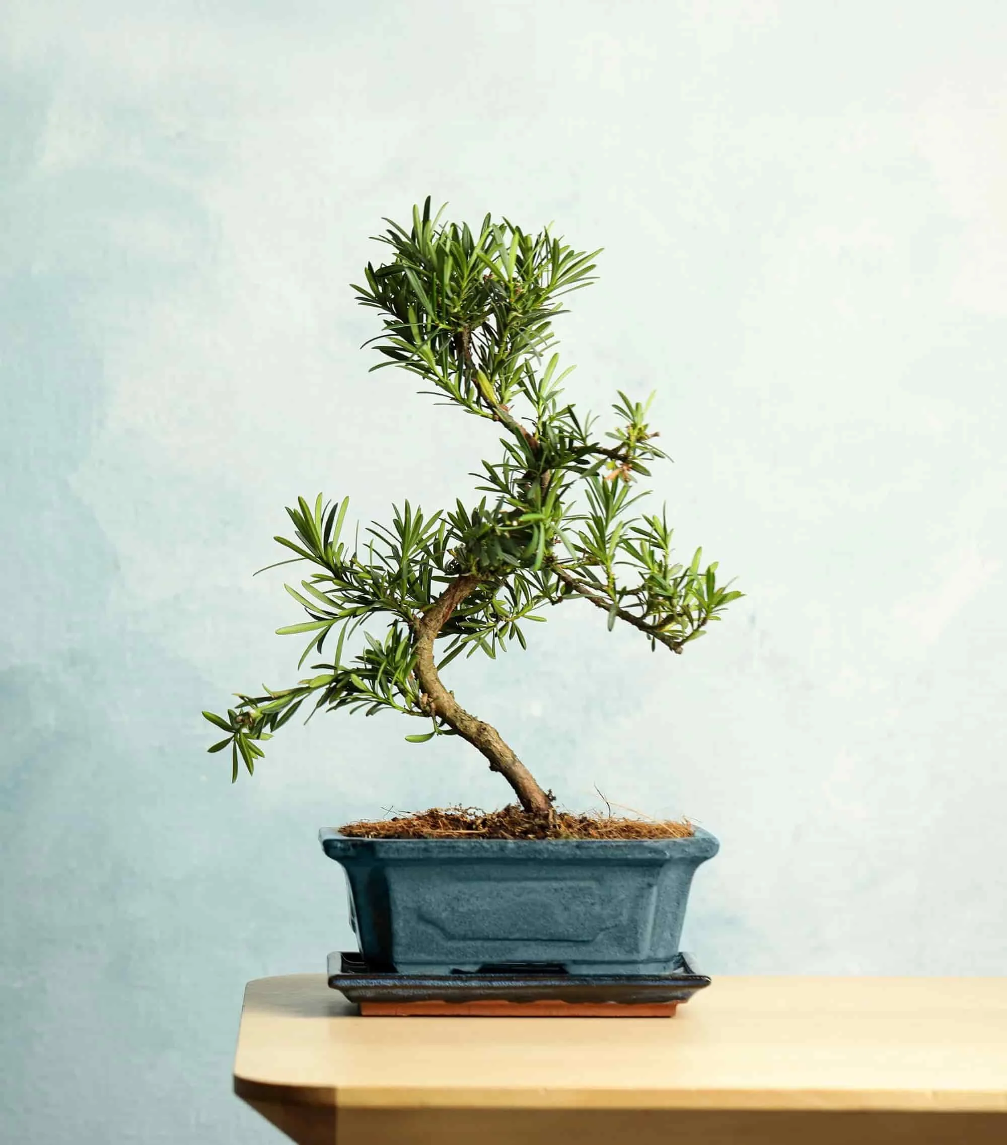bonsai tree with light blue background