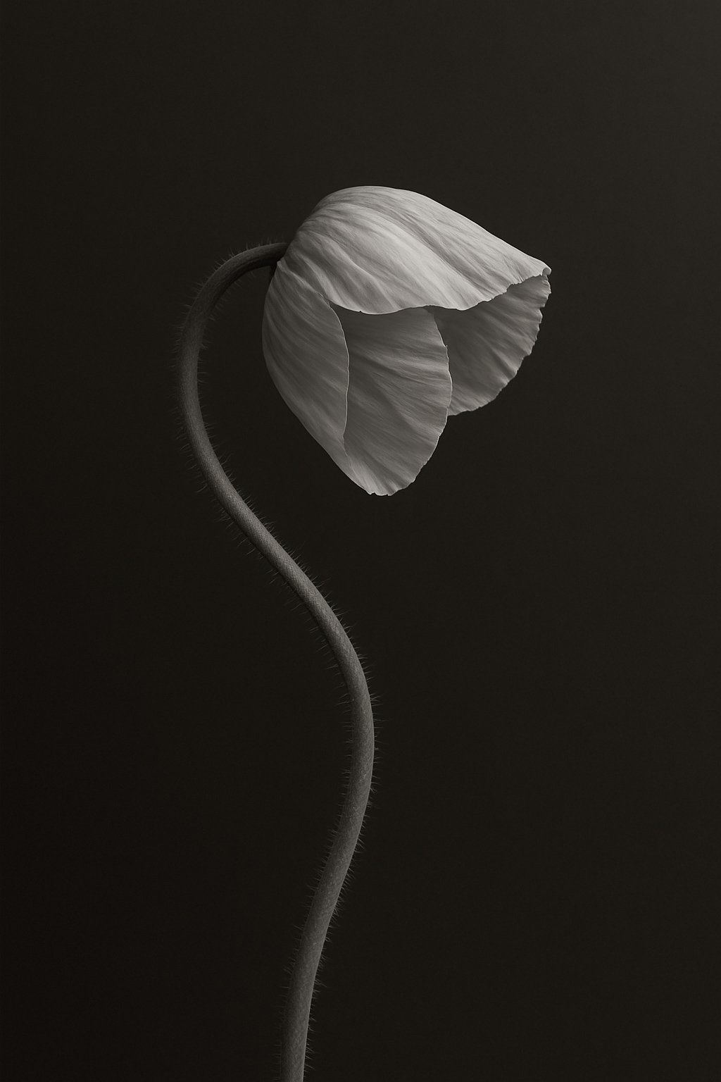 Florale Bildsprache für bewusste Ausrichtung, Wachstum und klare Entscheidungen