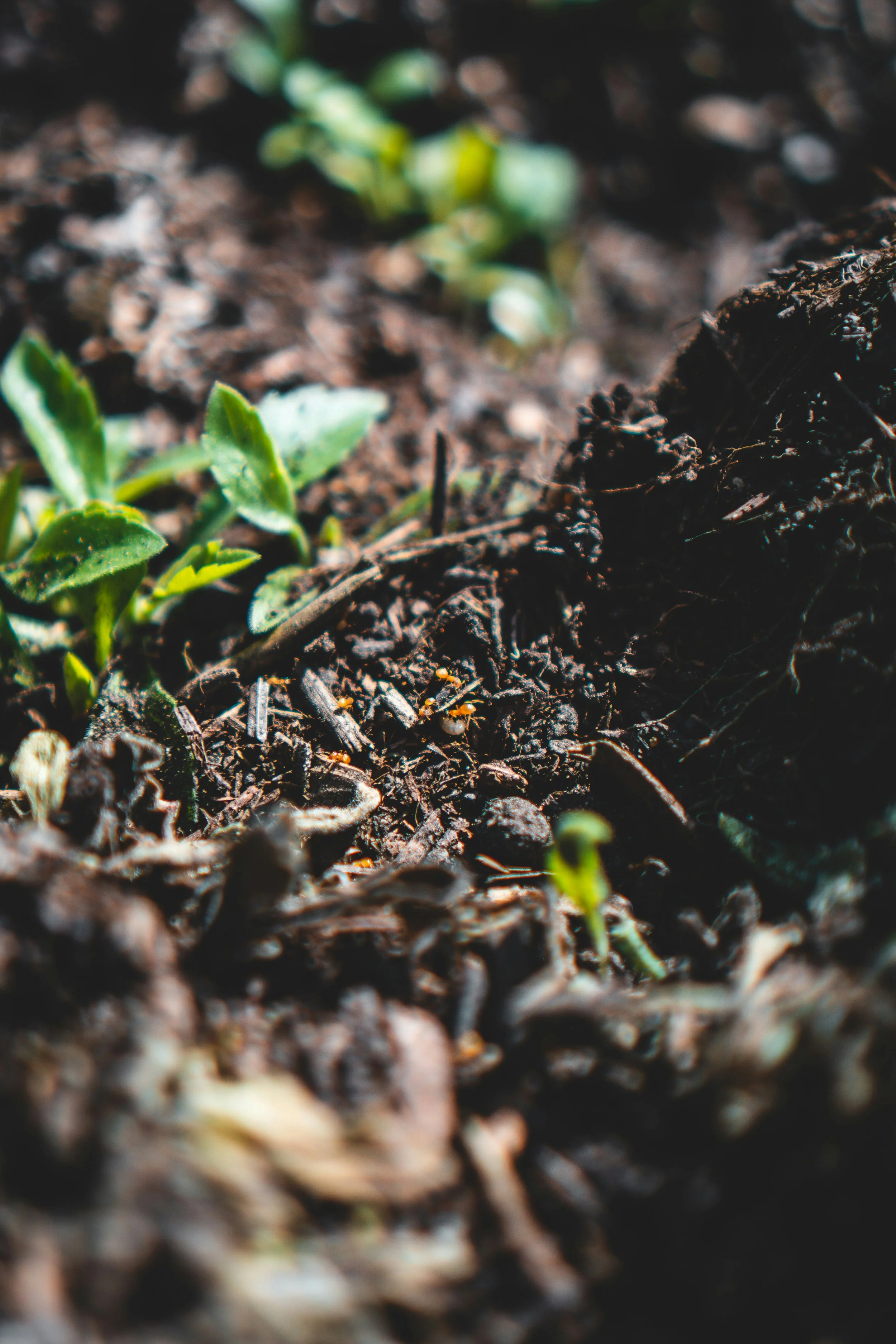 A close-up of budding green plants sprouting from wet soil.