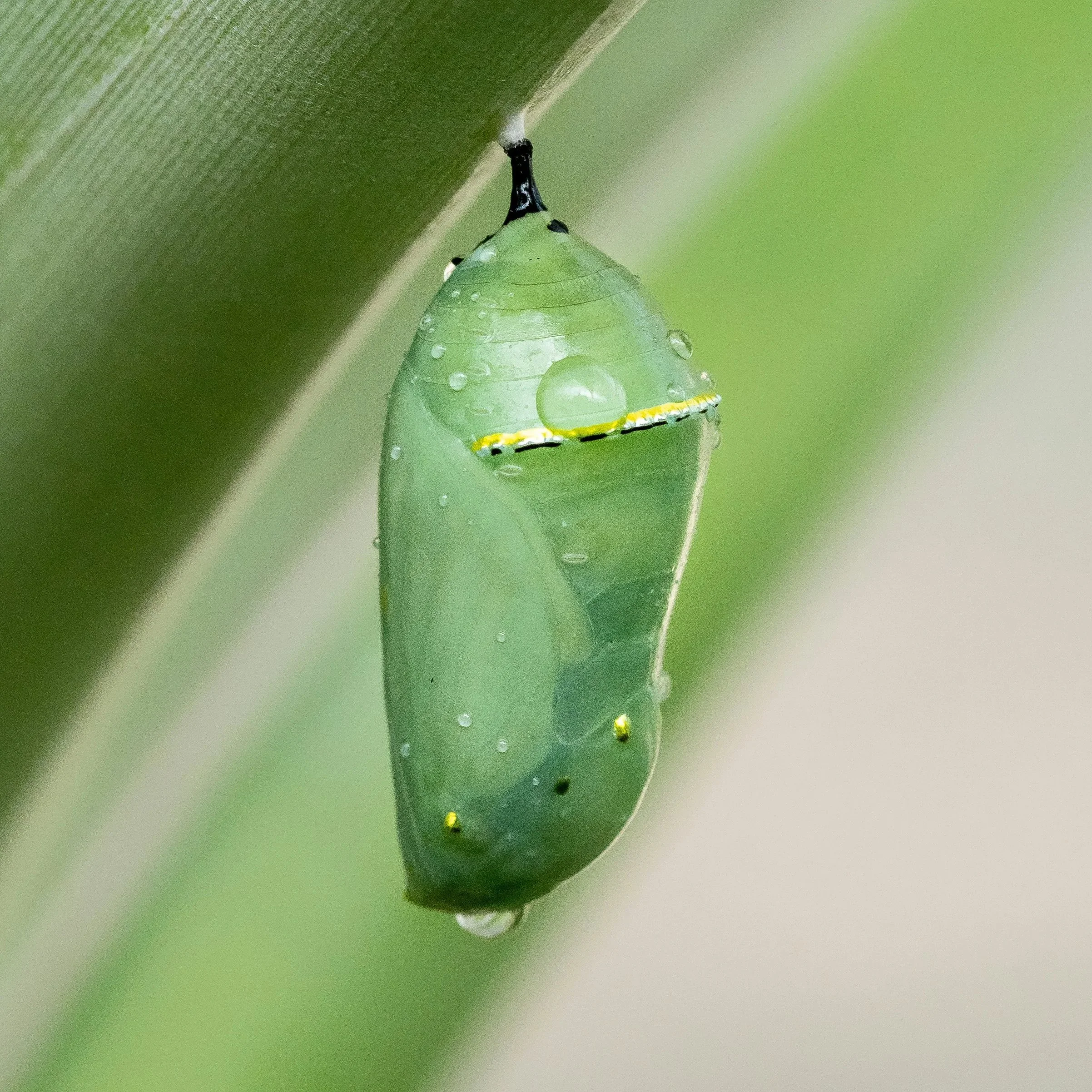 A cocoon drips with dew, hanging securely from a green stem.