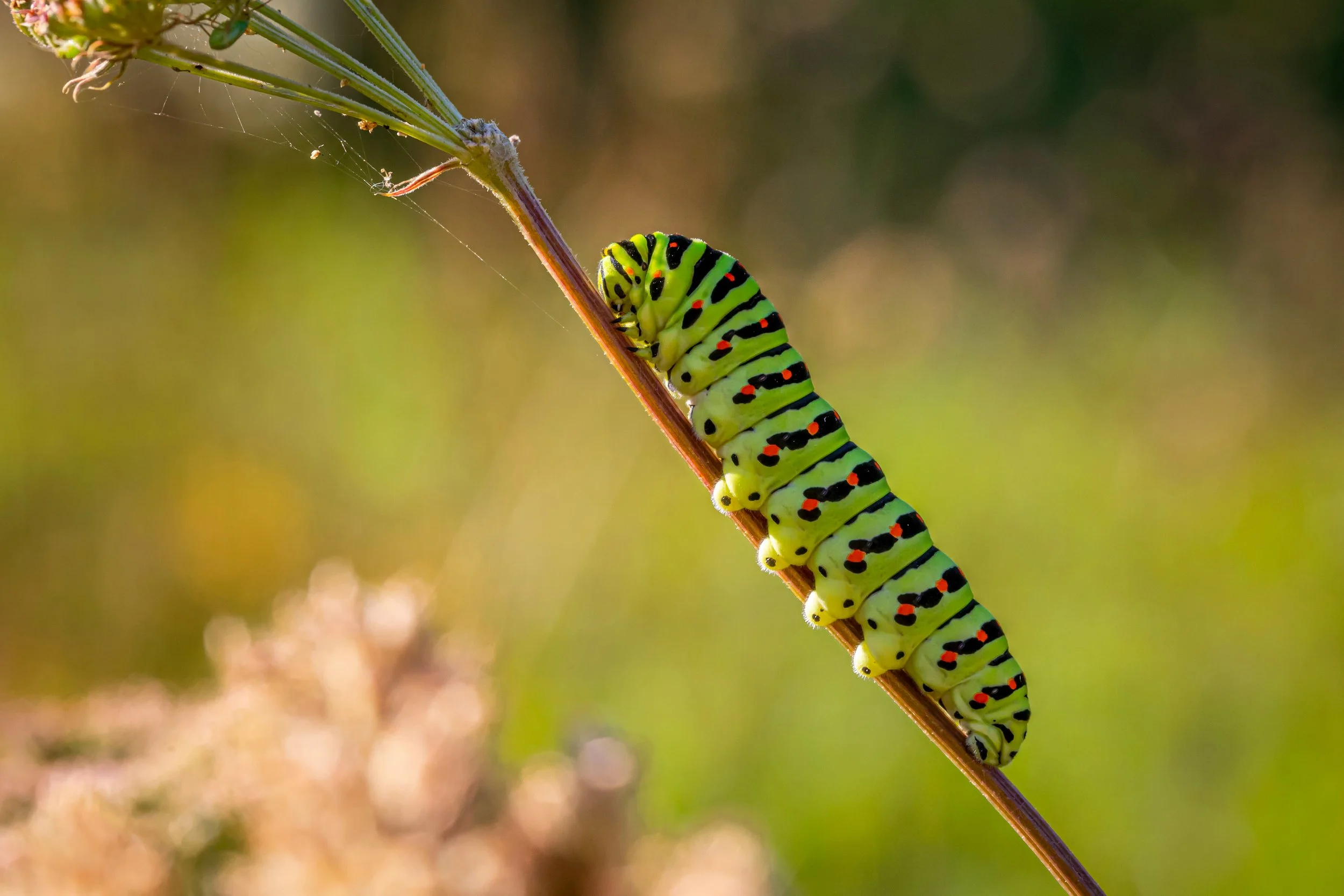 A caterpillar climbs a twig against a backdrop of green grass.