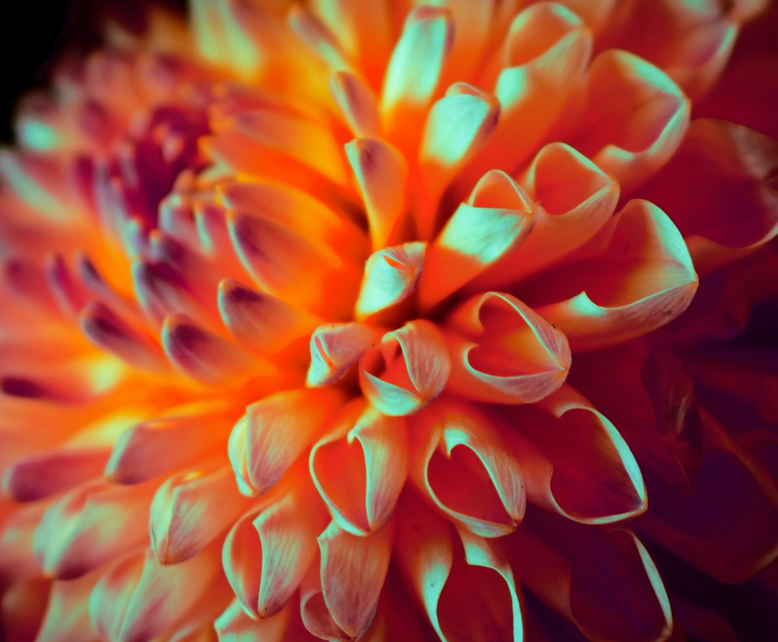 A bright red and orange dahlia, viewed from close-up