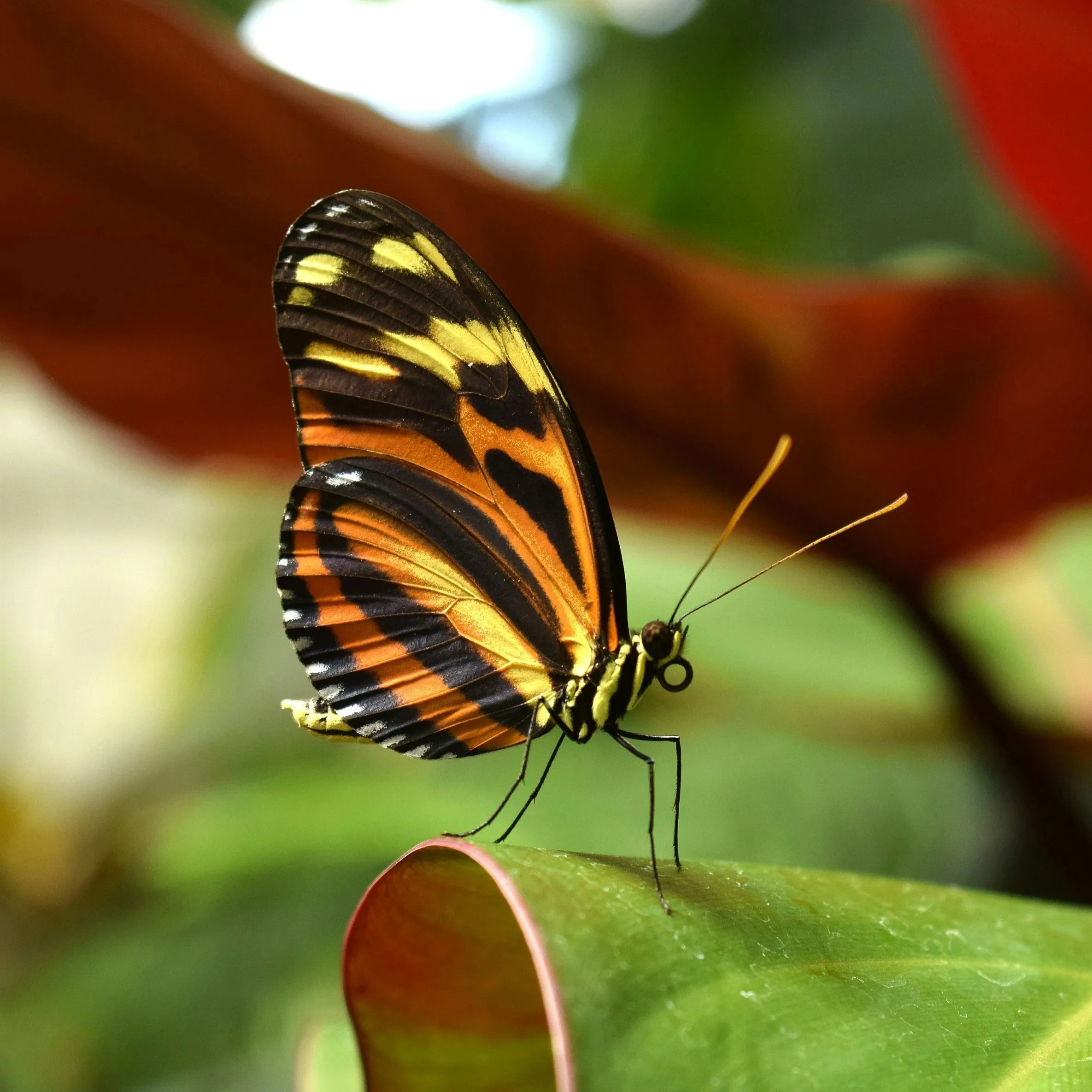 An orange butterfly perches on a green leaf. 
