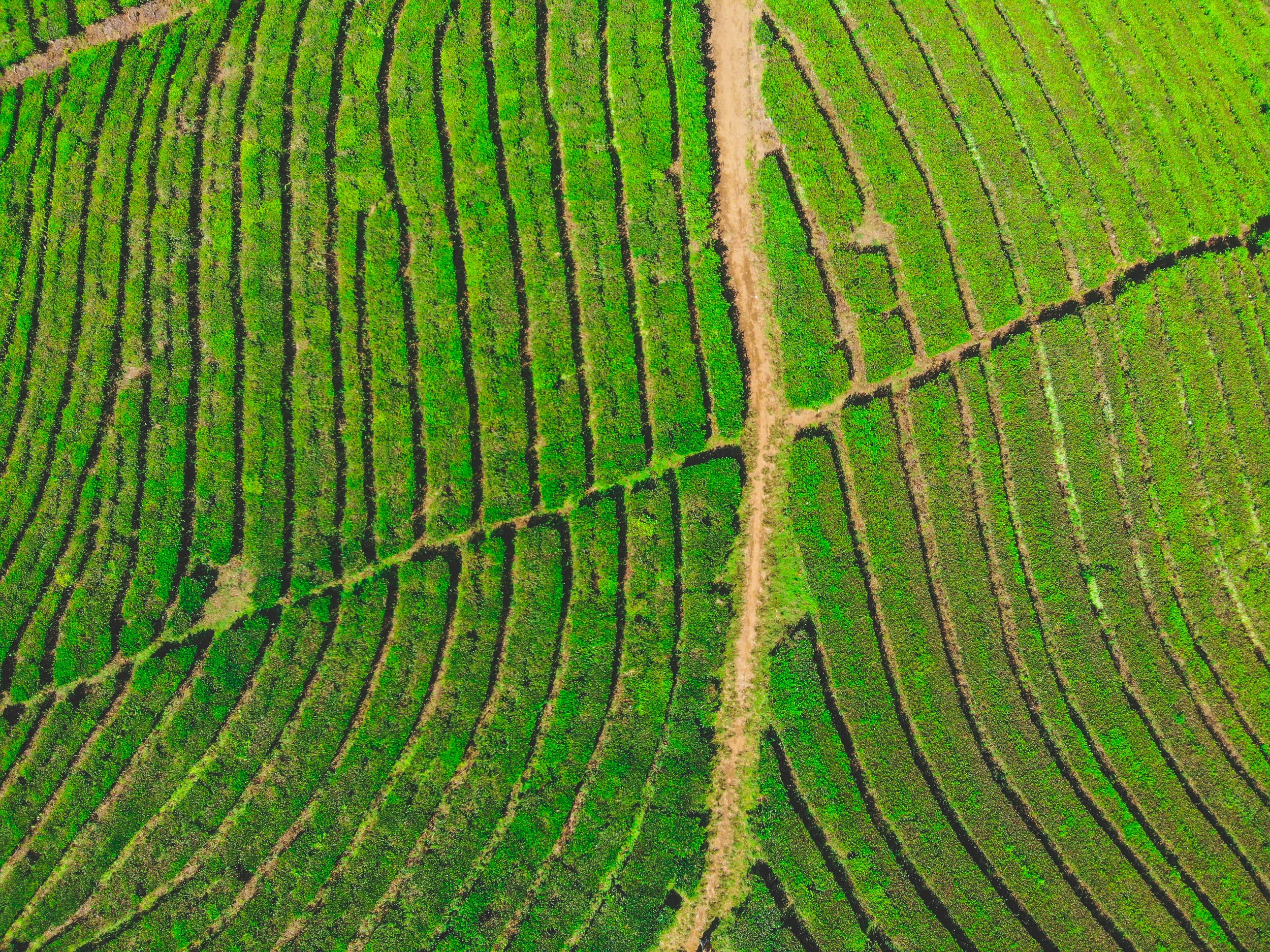 A bird's eye view of a well-trod dirt road curving through bright green hedges.
