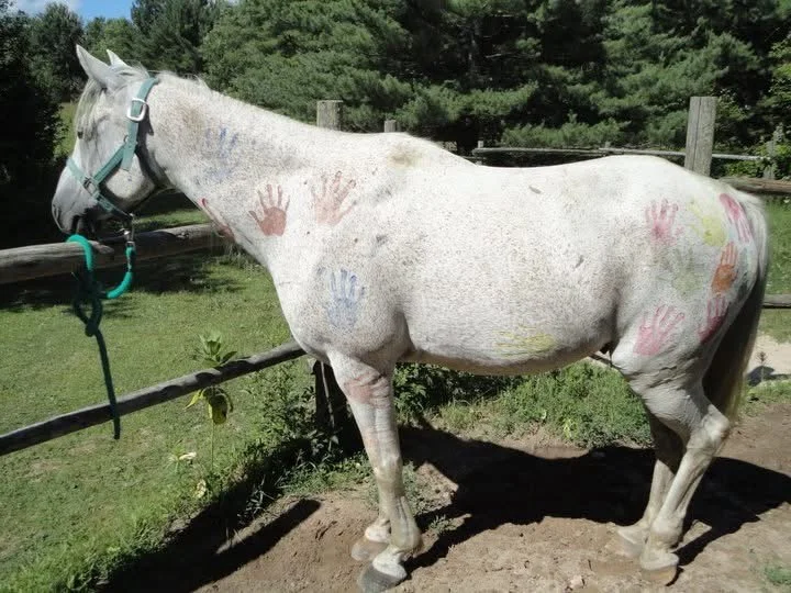 A white horse with colorful handprint paintings on its body, standing outdoors near a wooden fence with green trees in the background.