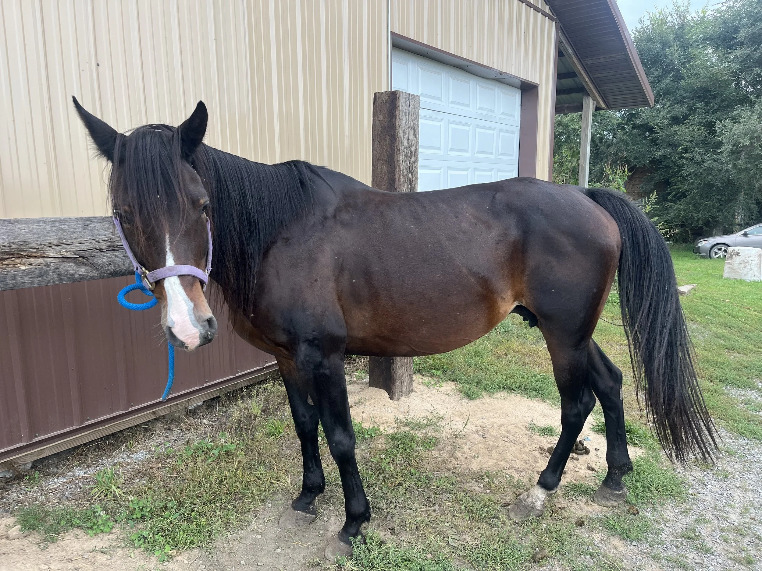 A dark brown horse with a black mane and tail standing near a fence, with a garage door and trees in the background.