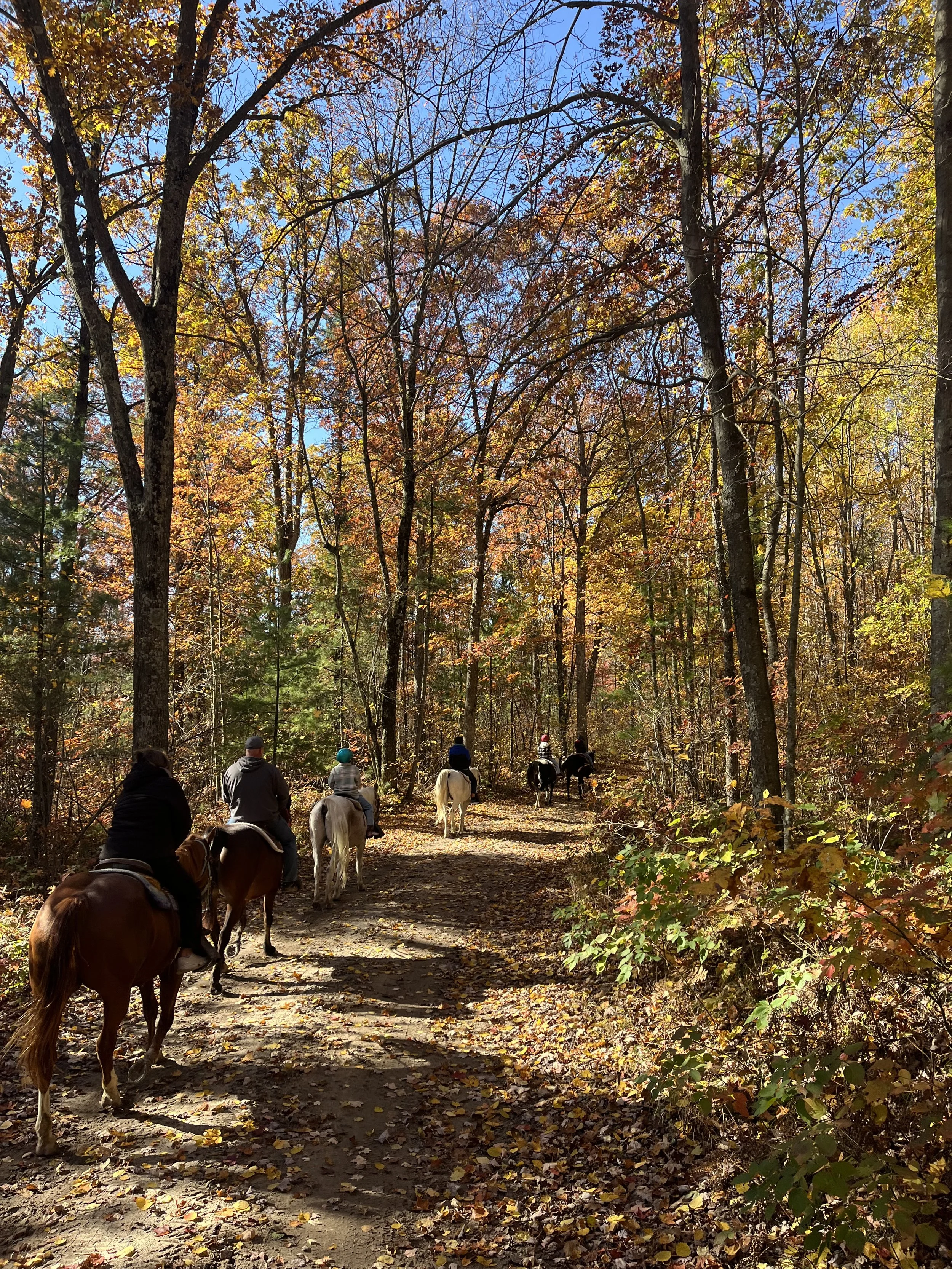 A group of people riding horses on a trail in a forest during autumn, with colorful fall leaves and tall trees under a blue sky.