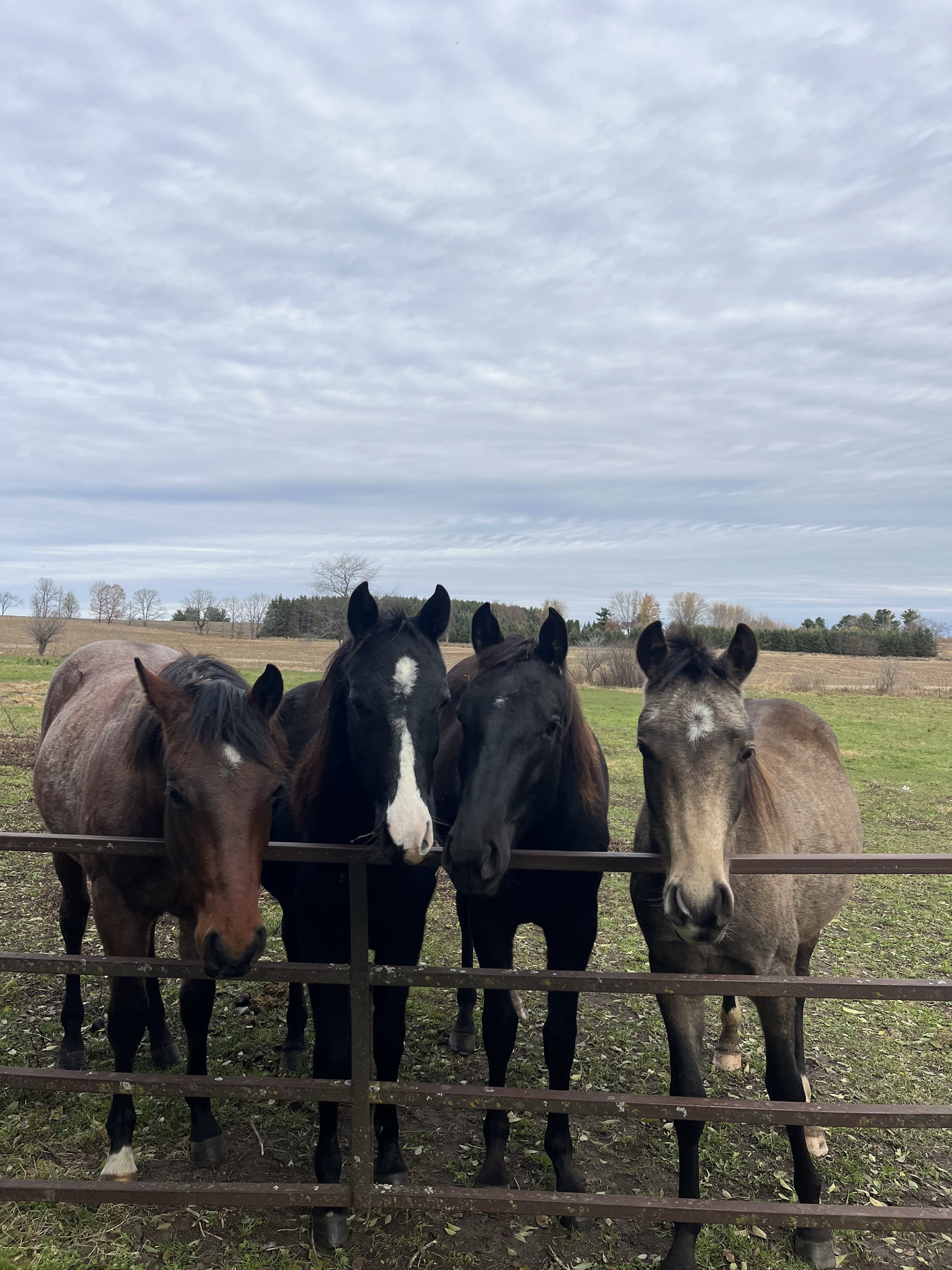 Five horses standing behind a metal fence on a farm, with trees and open fields under a cloudy sky in the background.