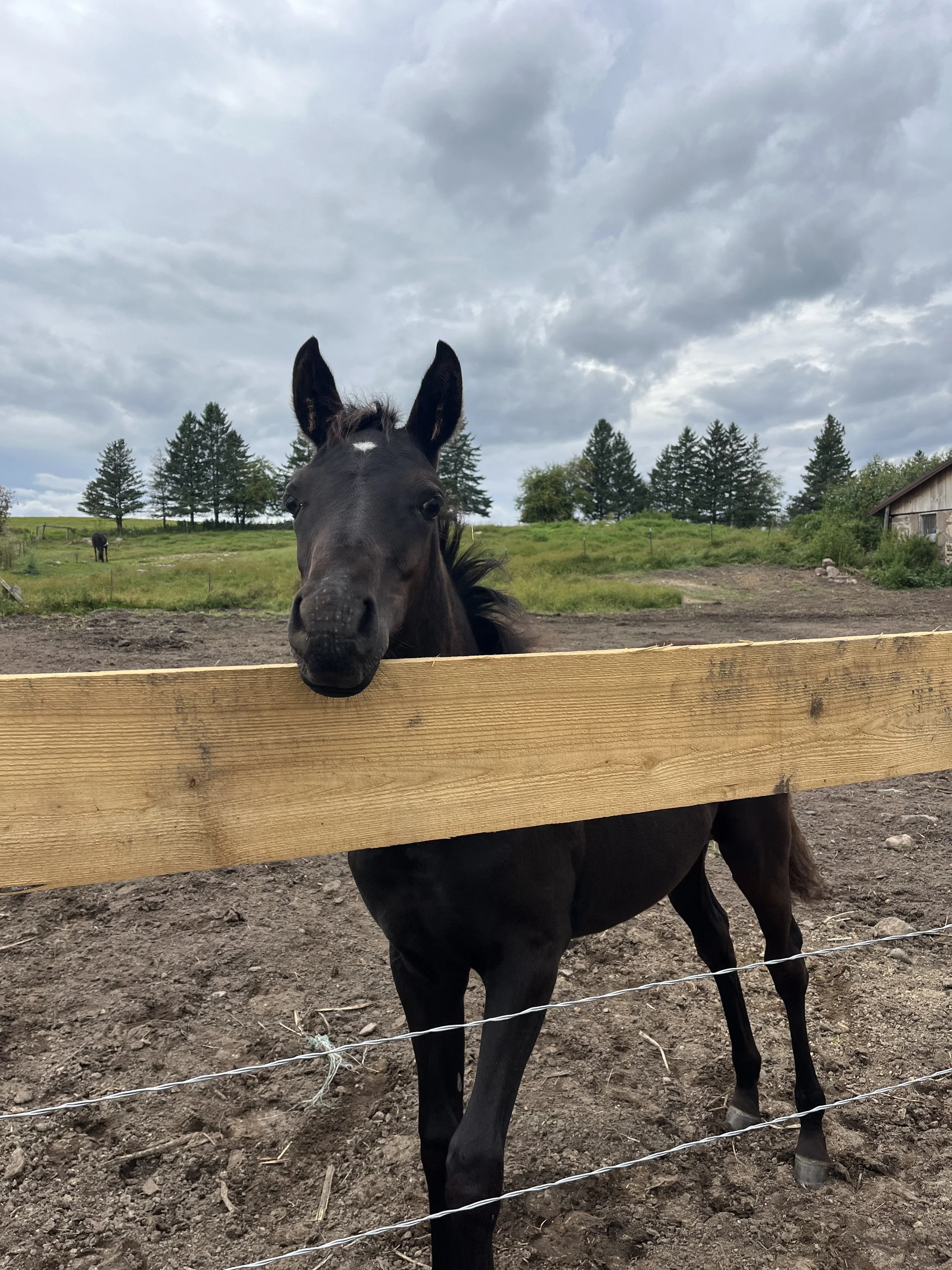 A black horse with a small white star on its forehead peeking over a wooden fence in a rural farm setting, with trees and a barn in the background under a cloudy sky.