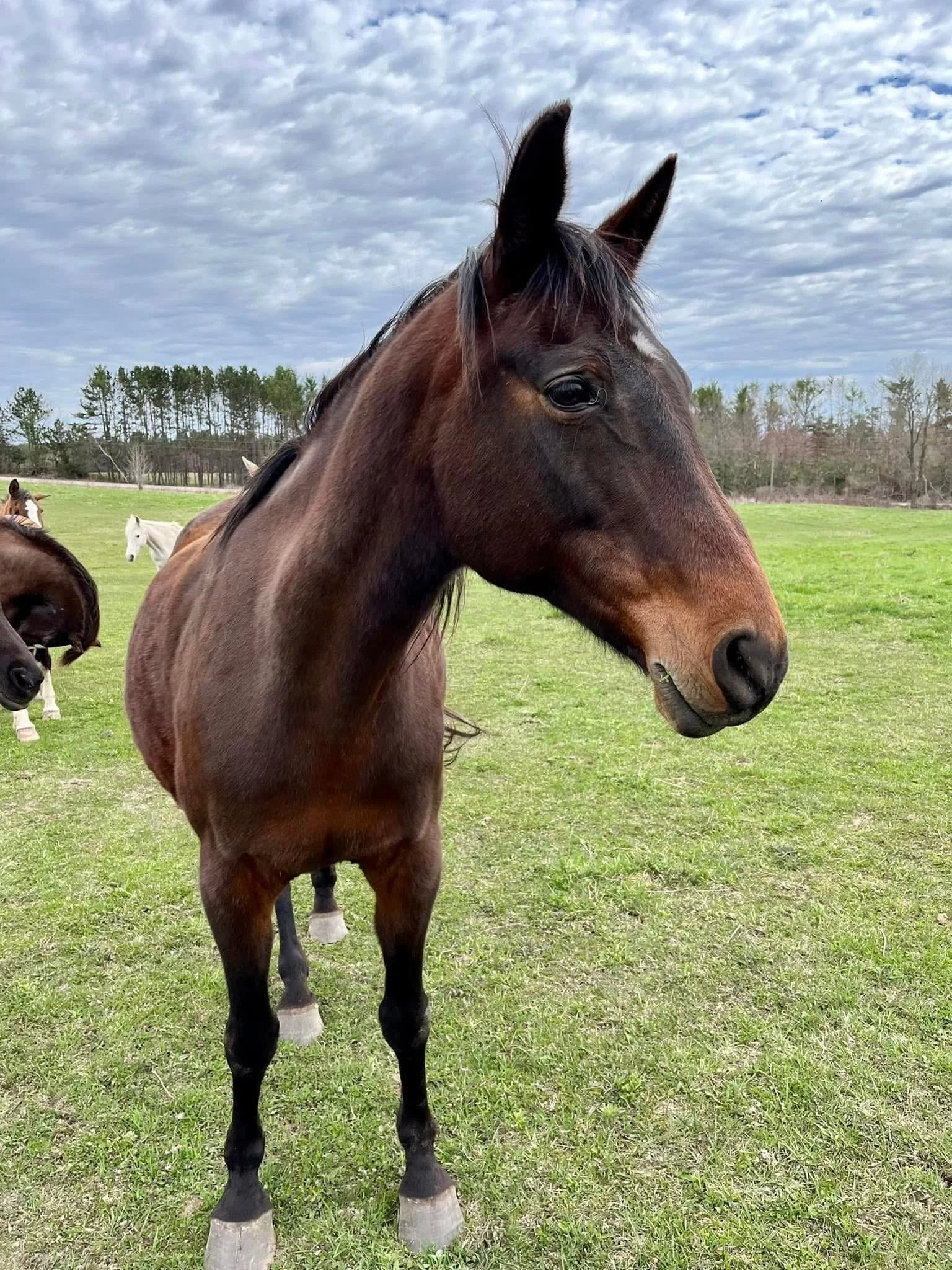 A brown horse with black mane standing in a grassy field with trees in the background and a cloudy sky overhead.