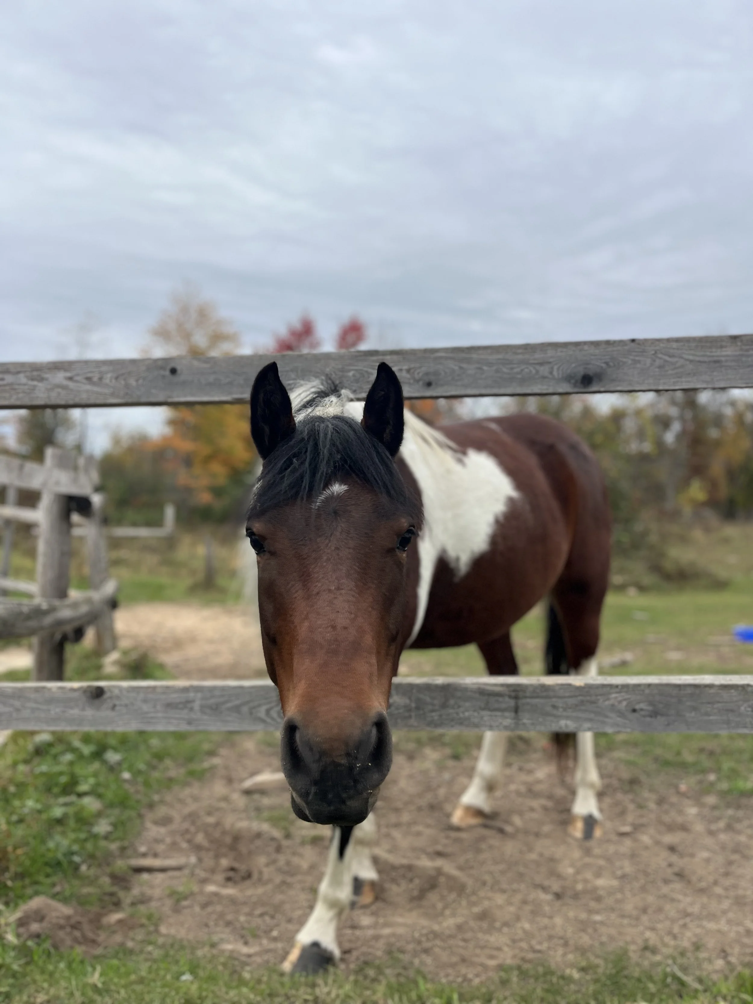 Close-up of a brown and white horse behind a wooden fence in an outdoor setting with trees in the background.