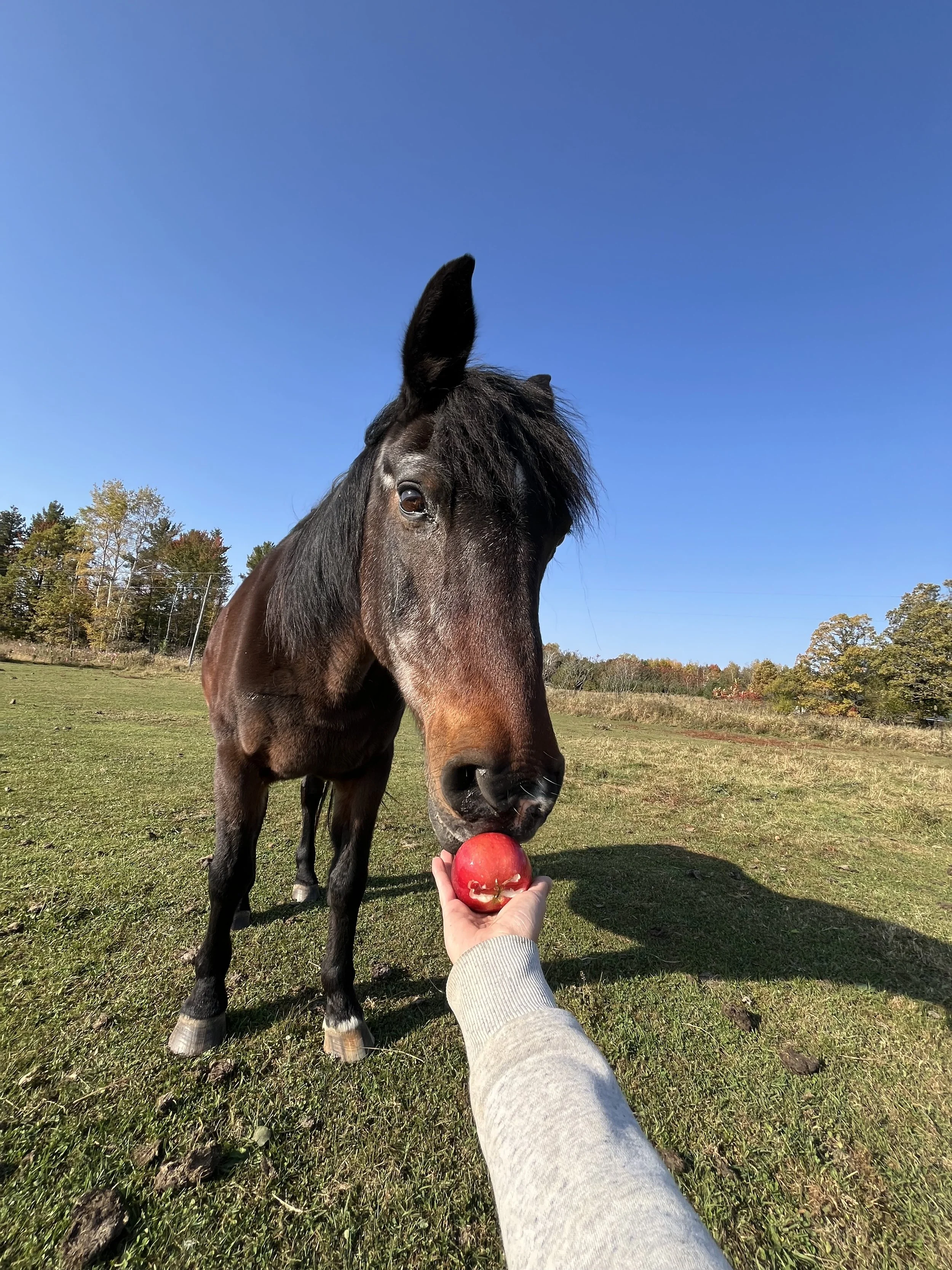 A black horse with a dark mane is standing on a grassy field under a clear blue sky. Someone is holding a red apple near the horse's mouth.