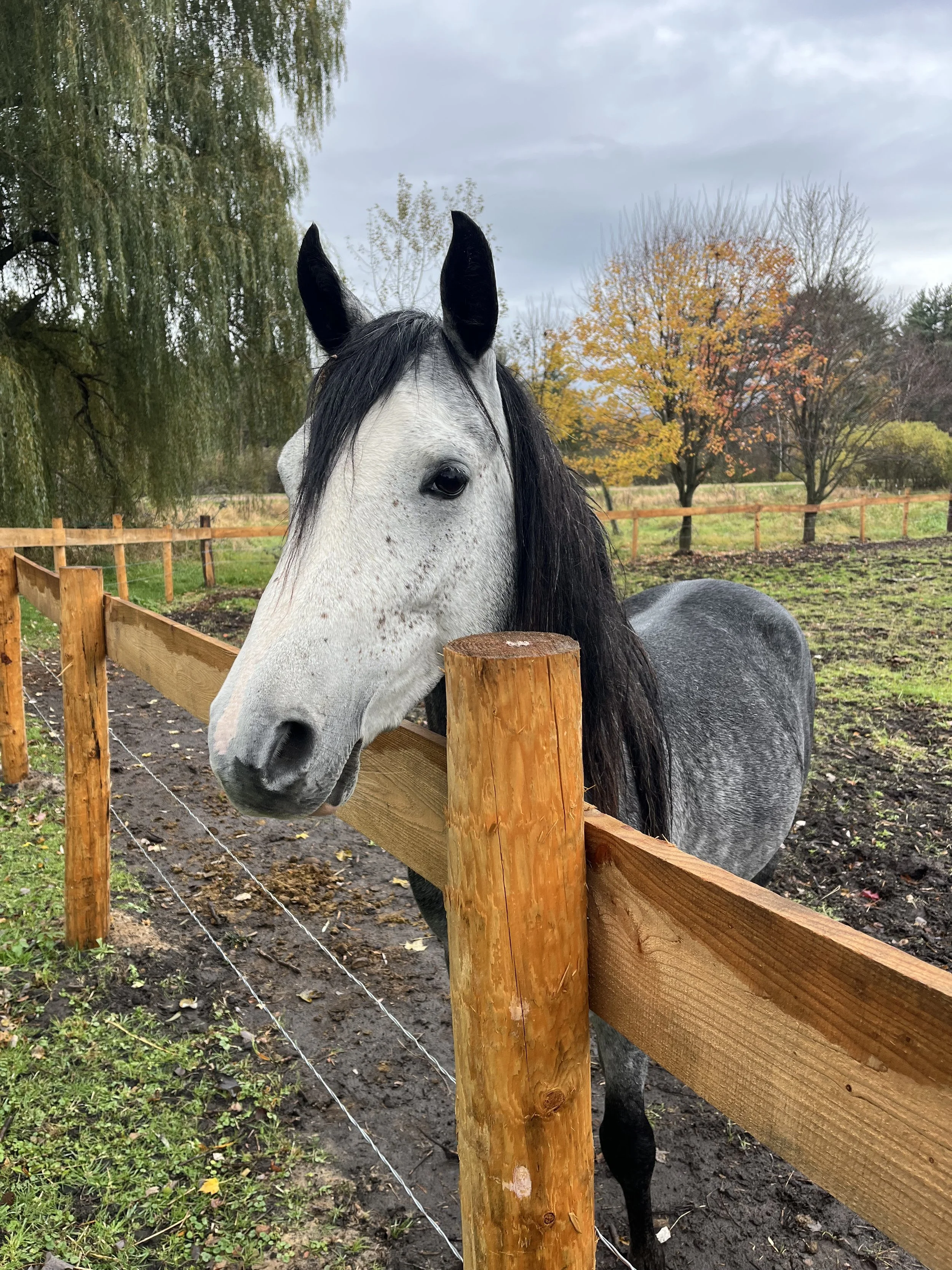 A gray horse with black mane standing behind a wooden fence in a park with trees showing fall foliage.