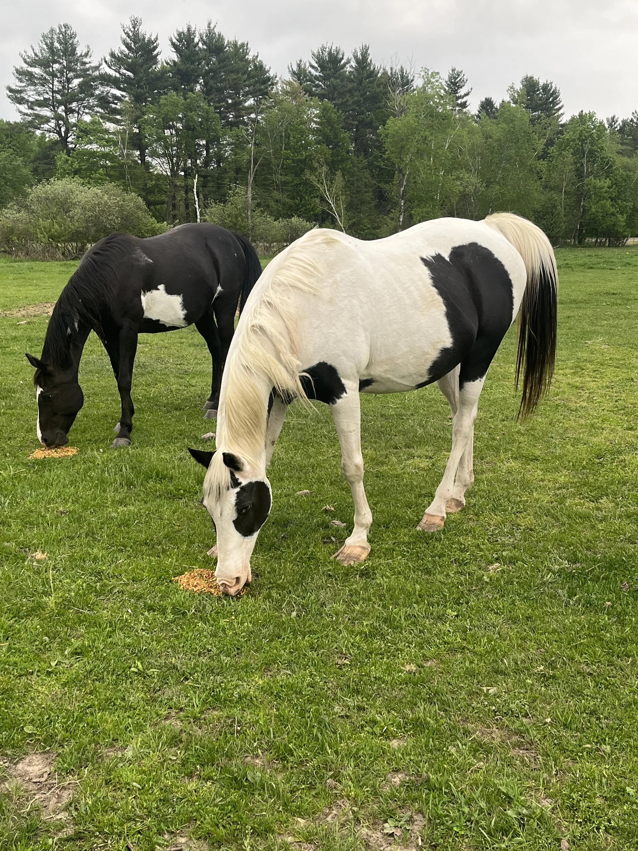 Two horses grazing on green grass in a field with trees and cloudy sky in the background.